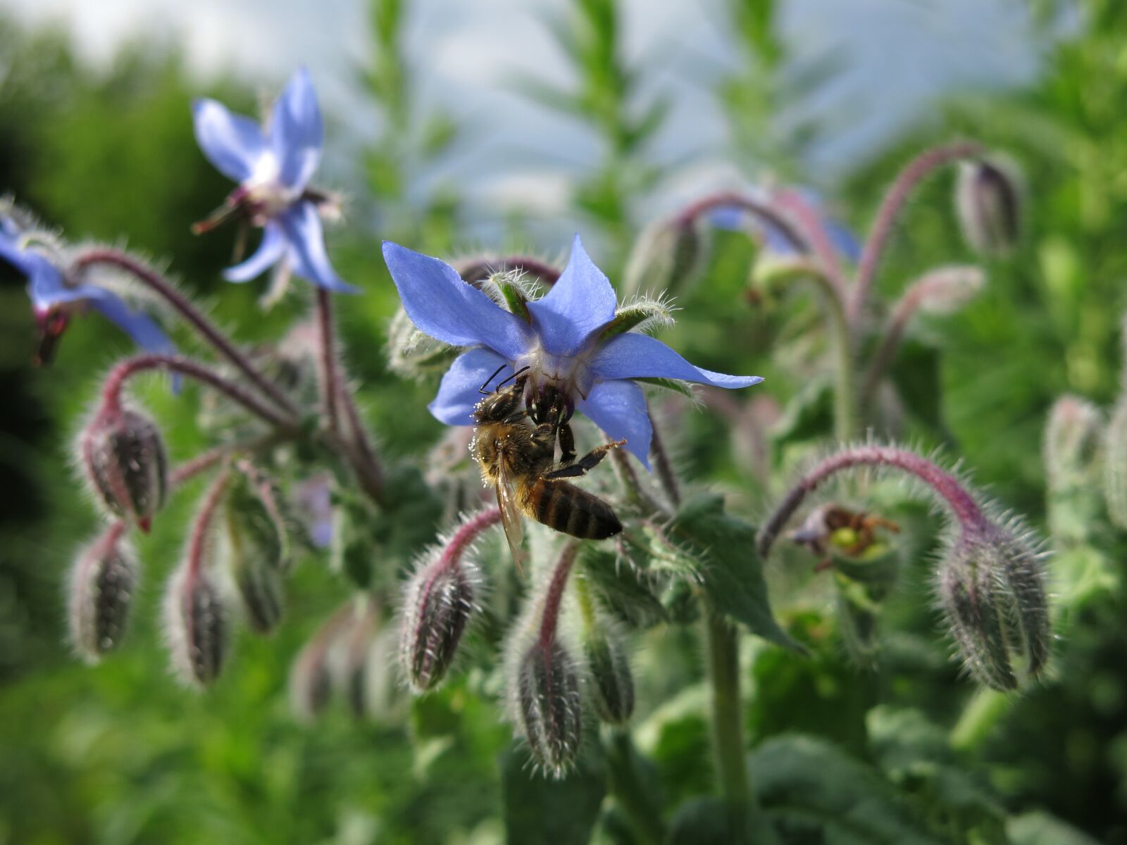 Canon PowerShot G15 sample photo. Bee, borage, cucumber herb photography