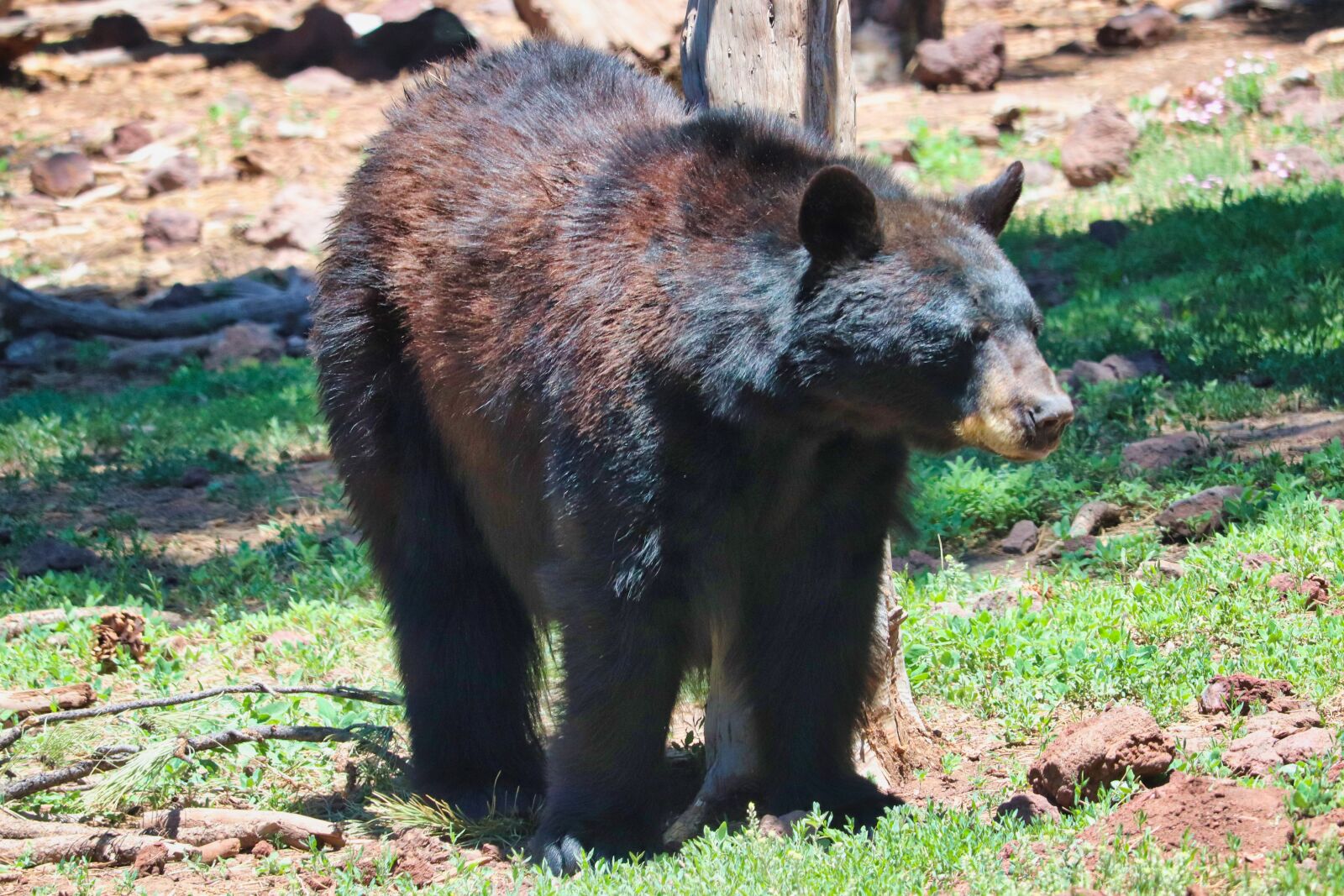 Canon EOS 200D (EOS Rebel SL2 / EOS Kiss X9) sample photo. Bear, forest, nature photography