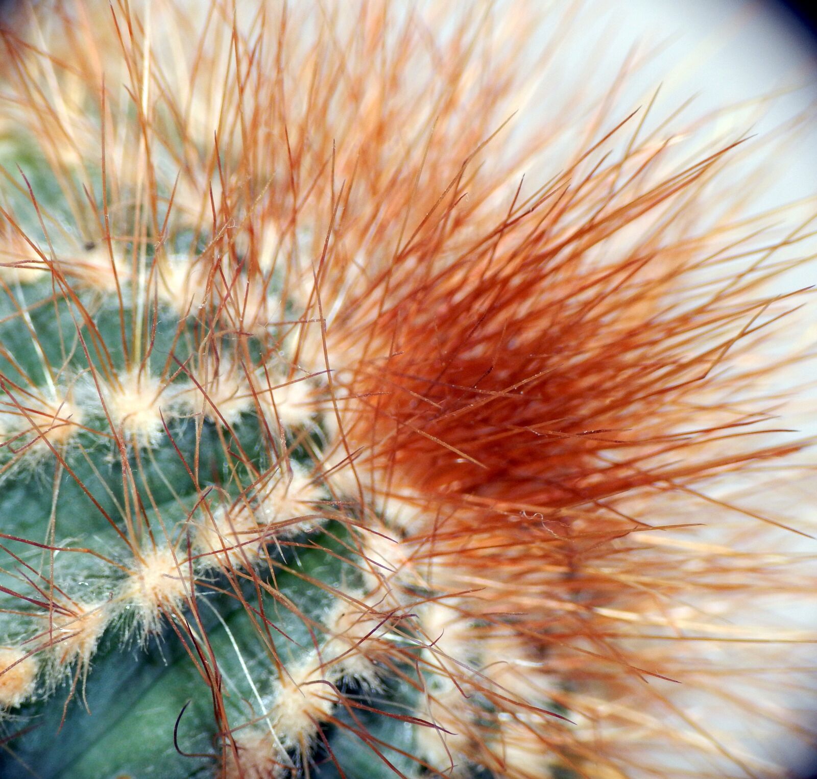 Nikon Coolpix L820 sample photo. Cactus, prickles, plant photography