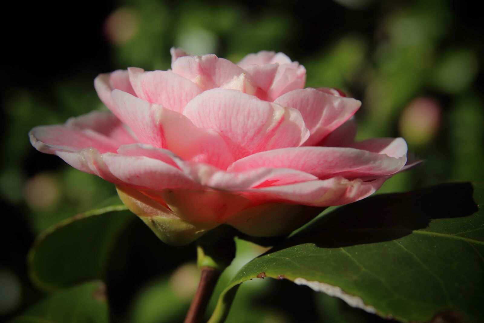Canon EOS 800D (EOS Rebel T7i / EOS Kiss X9i) sample photo. Camellia, blossom, bloom photography