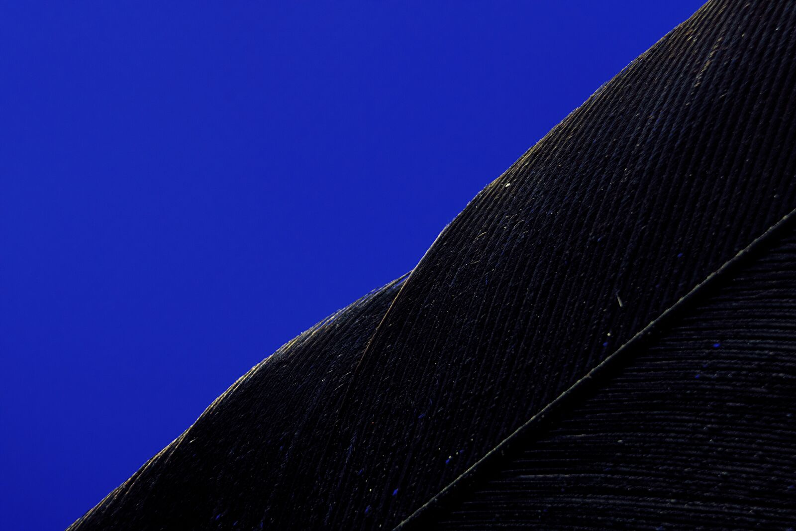 Canon EOS 750D (EOS Rebel T6i / EOS Kiss X8i) sample photo. Feather, bird, avian photography