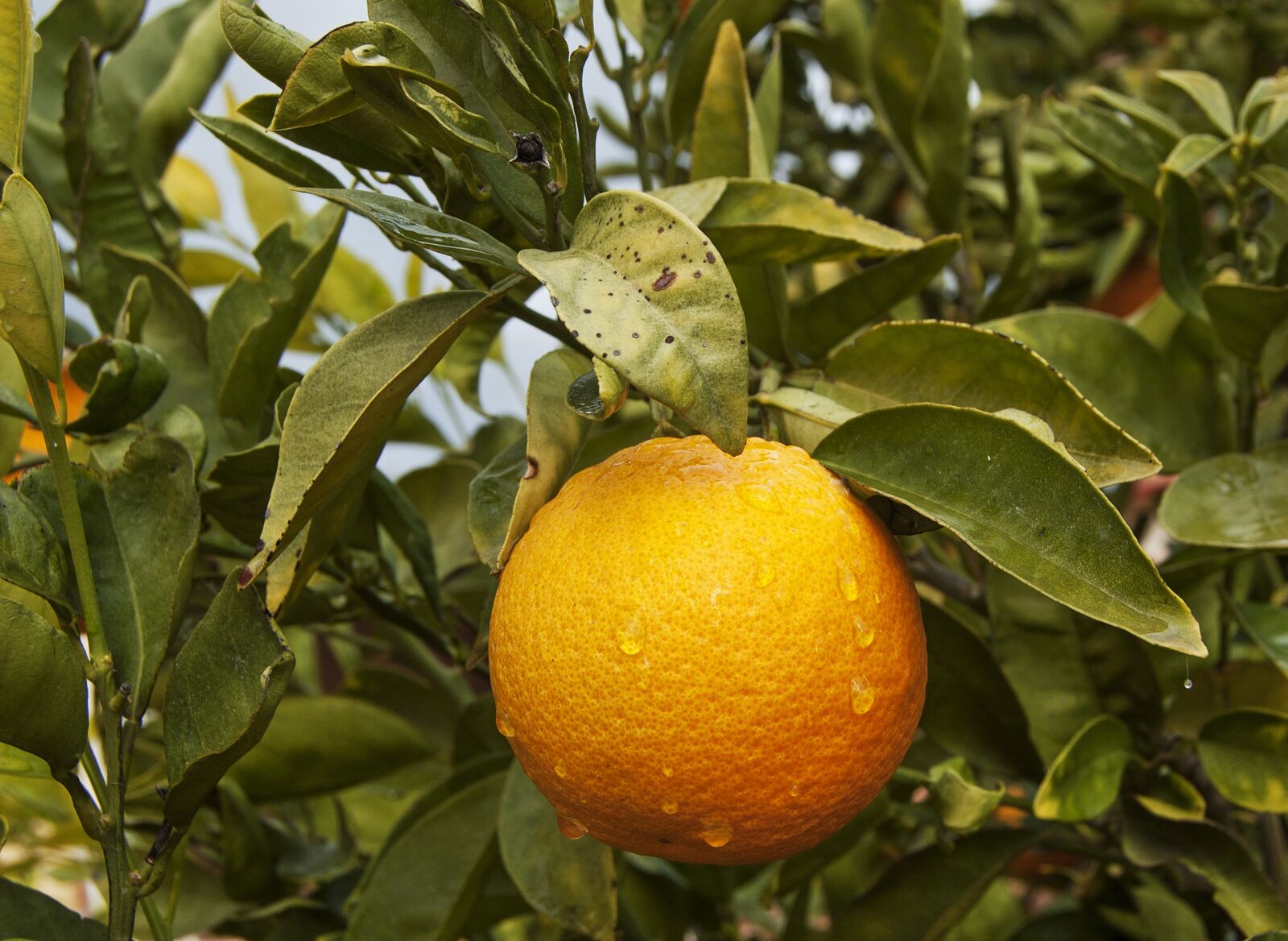 Nikon D50 sample photo. Orange, water droplets, orange photography