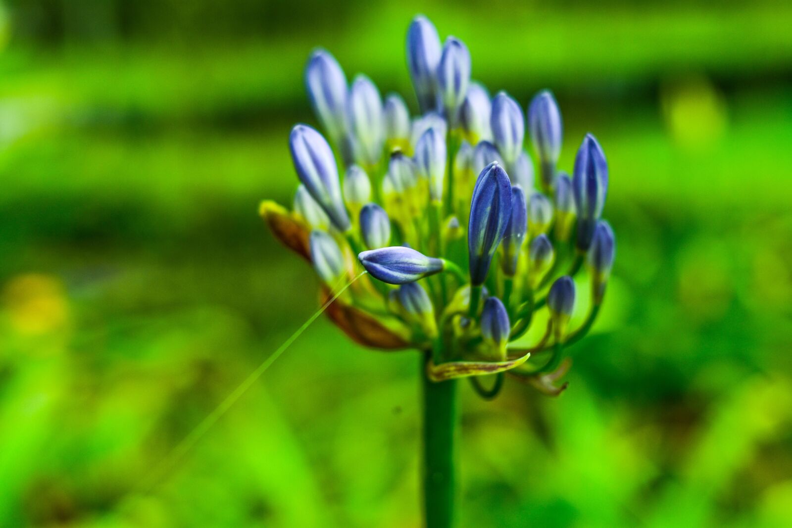Nikon D3400 sample photo. Flower, garden, flowers photography