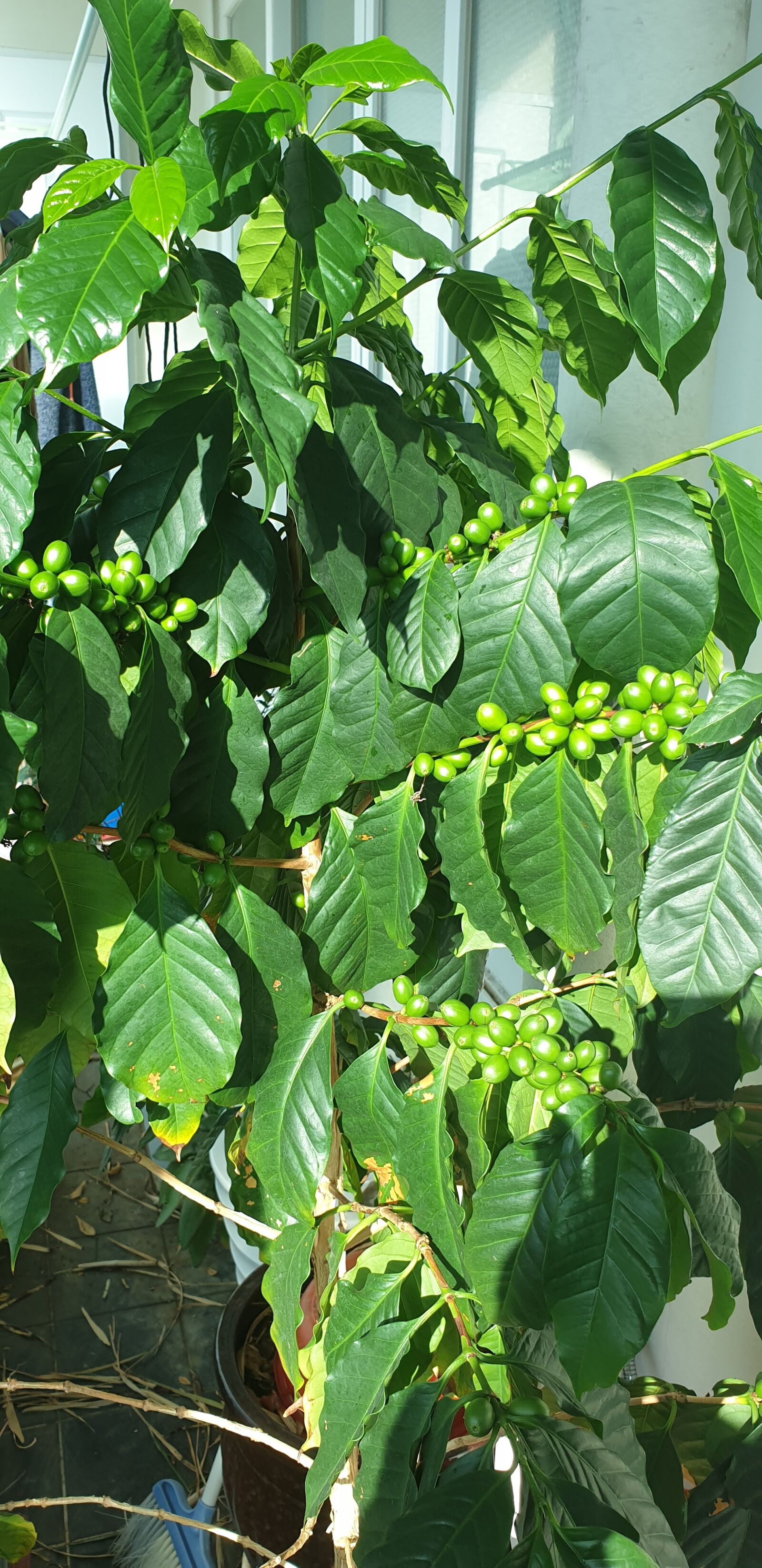 Samsung Galaxy Note9 sample photo. Coffee tree, greenness, fruit photography