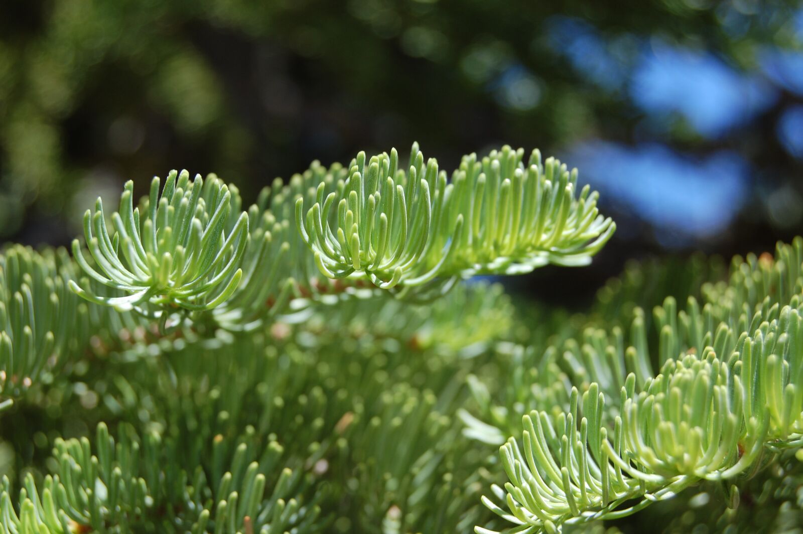 Nikon D40 sample photo. Conifer, green, pine photography