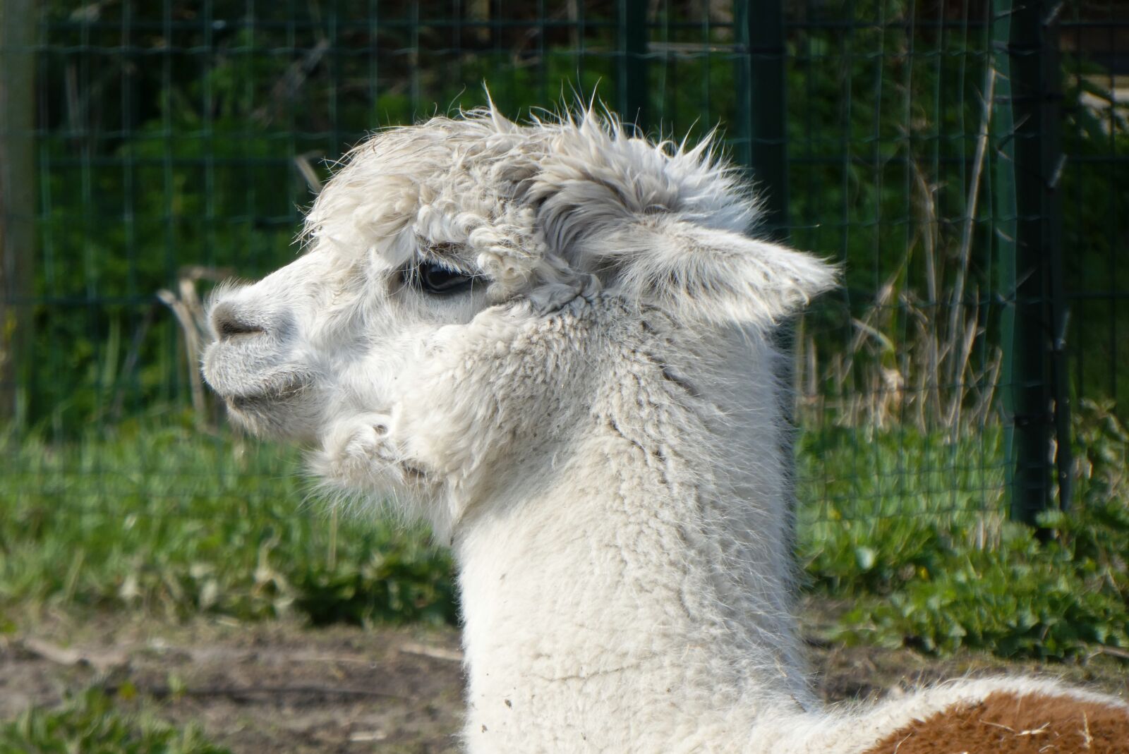 Panasonic Lumix DC-ZS70 (Lumix DC-TZ90) sample photo. Alpaca, portrait, head photography