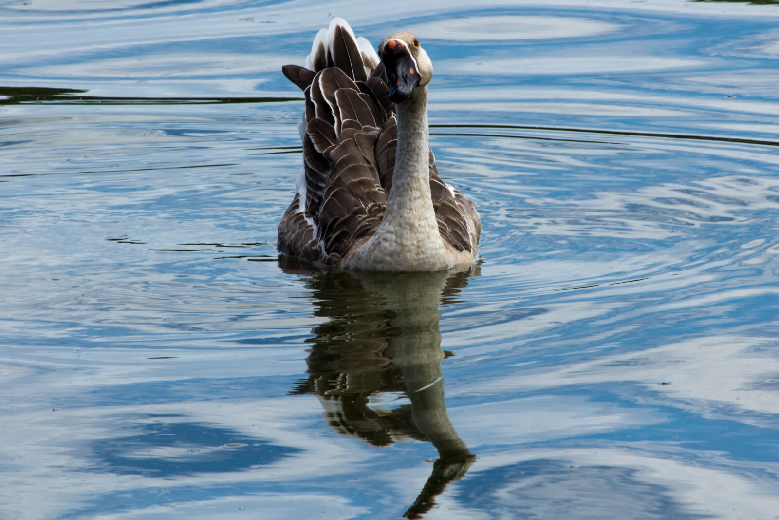 Canon EOS 600D (Rebel EOS T3i / EOS Kiss X5) sample photo. Goose photography