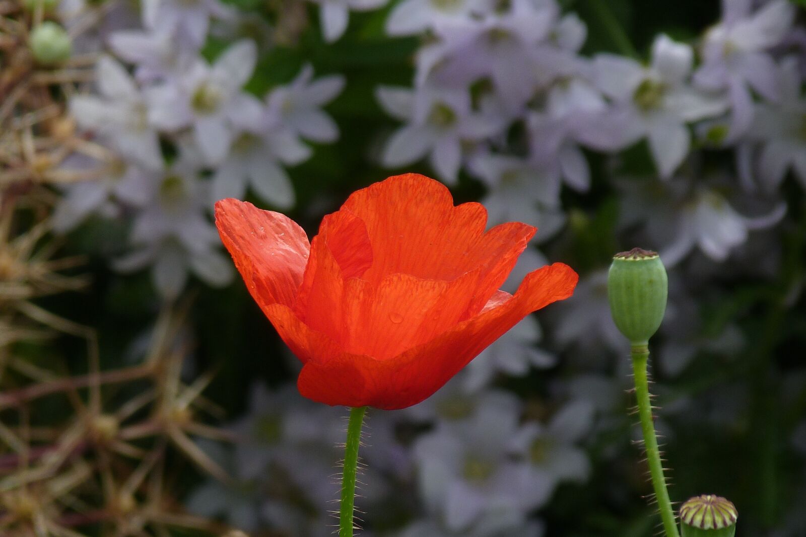 Panasonic Lumix DMC-FZ40 (Lumix DMC-FZ45) sample photo. Poppy, seedhead, red photography