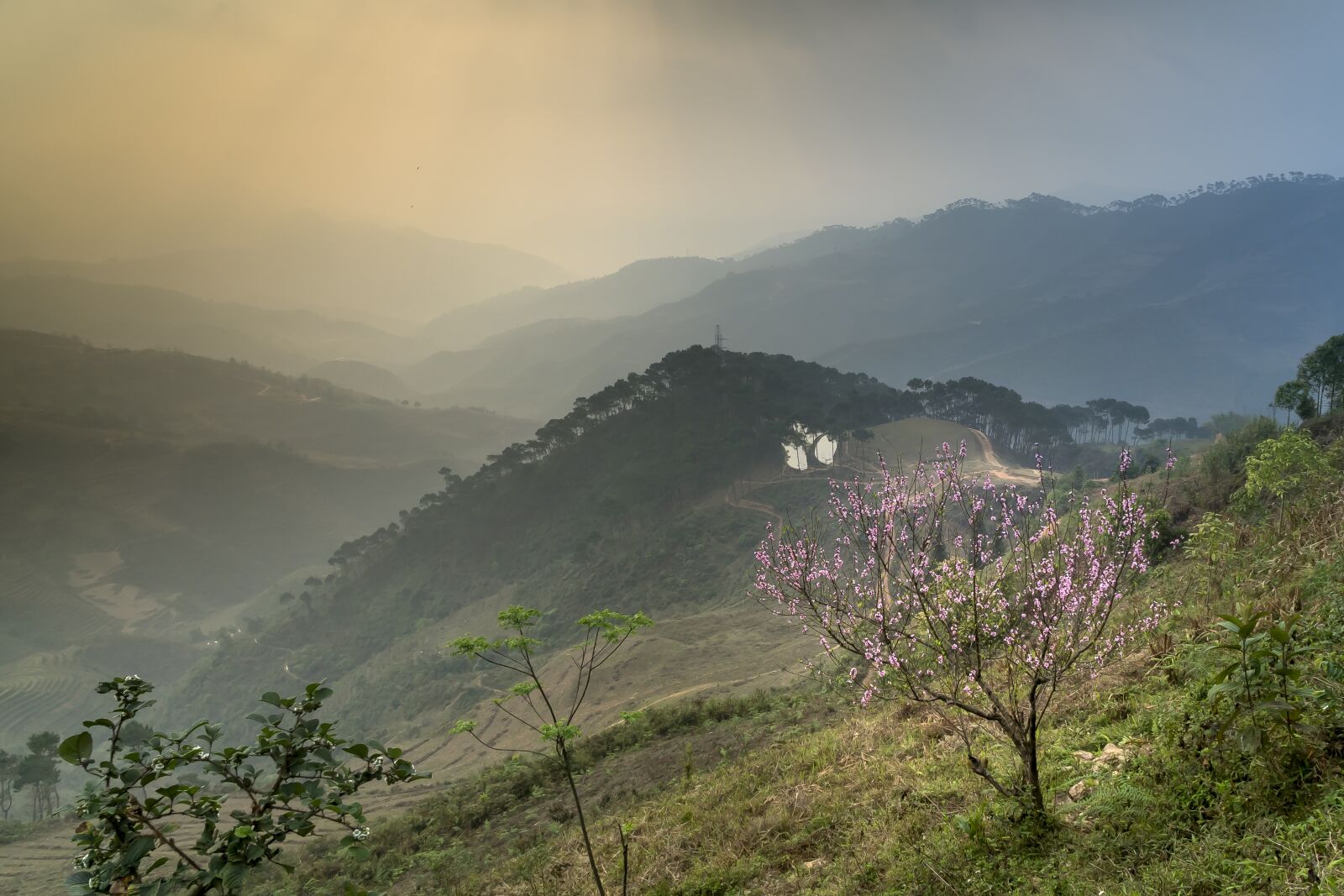 Sony a6500 + Sony Vario-Tessar T* E 16-70mm F4 ZA OSS sample photo. Spring, cherry flowers, vietnam photography