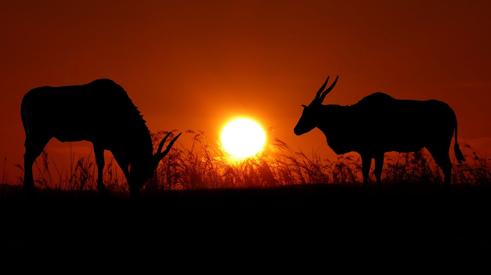 Panasonic Lumix DMC-FZ200 sample photo. Sunset, animals, nature photography