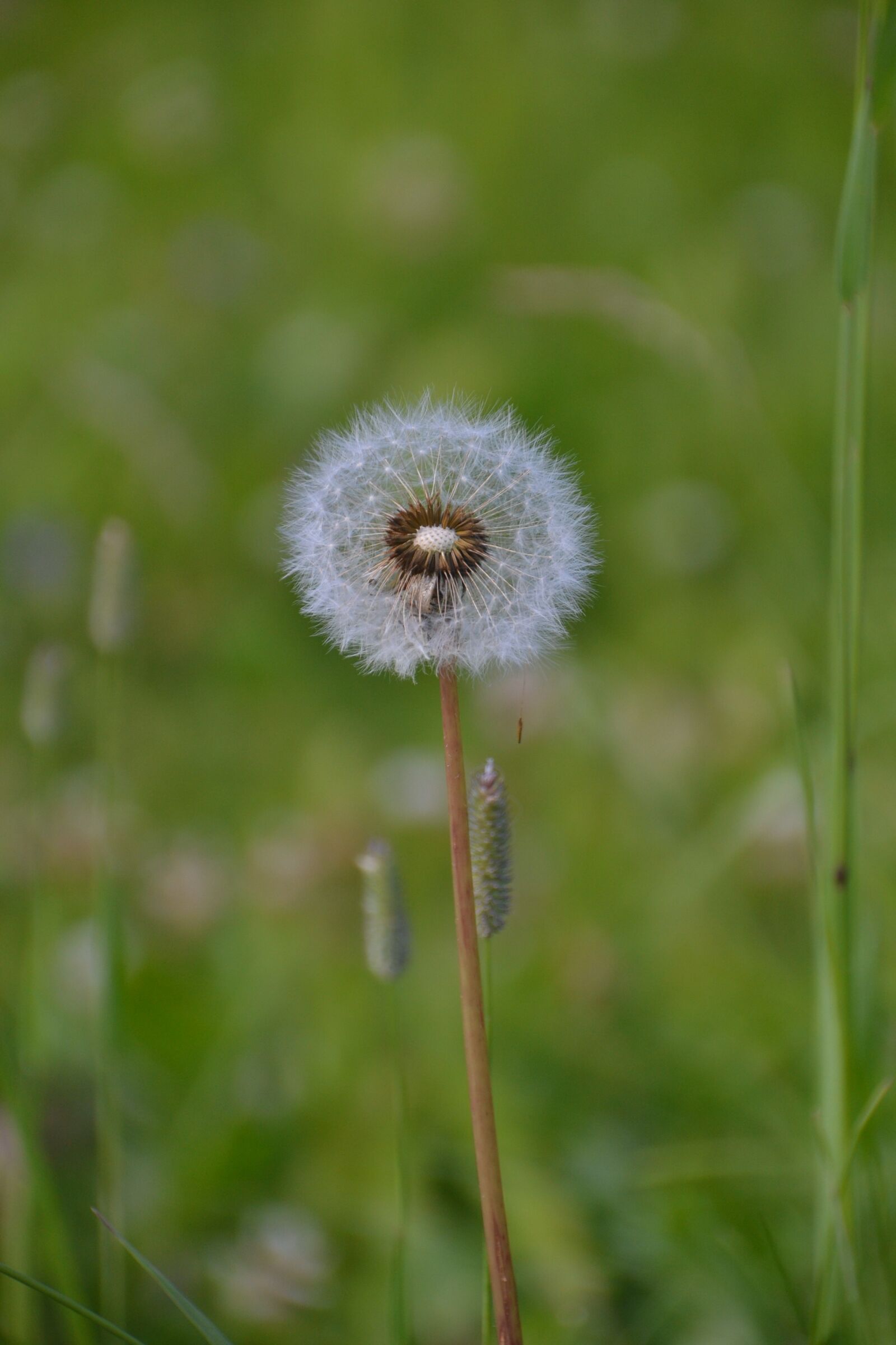 Nikon D3100 sample photo. Wild, flower, nature photography