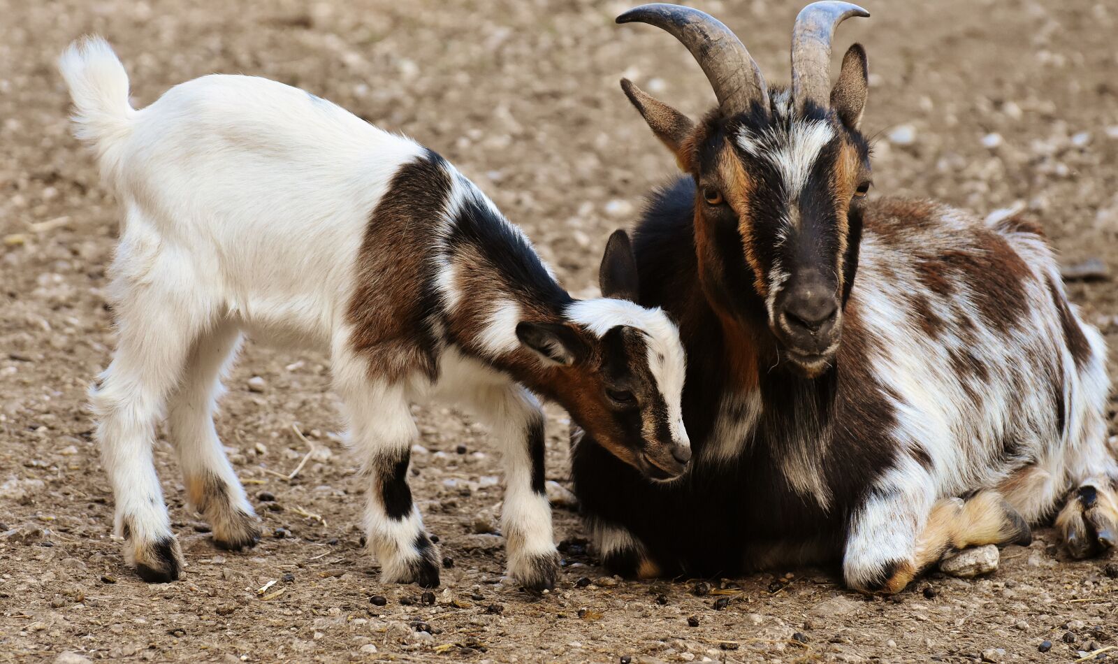 Nikon D7200 sample photo. Goats, mama, child photography