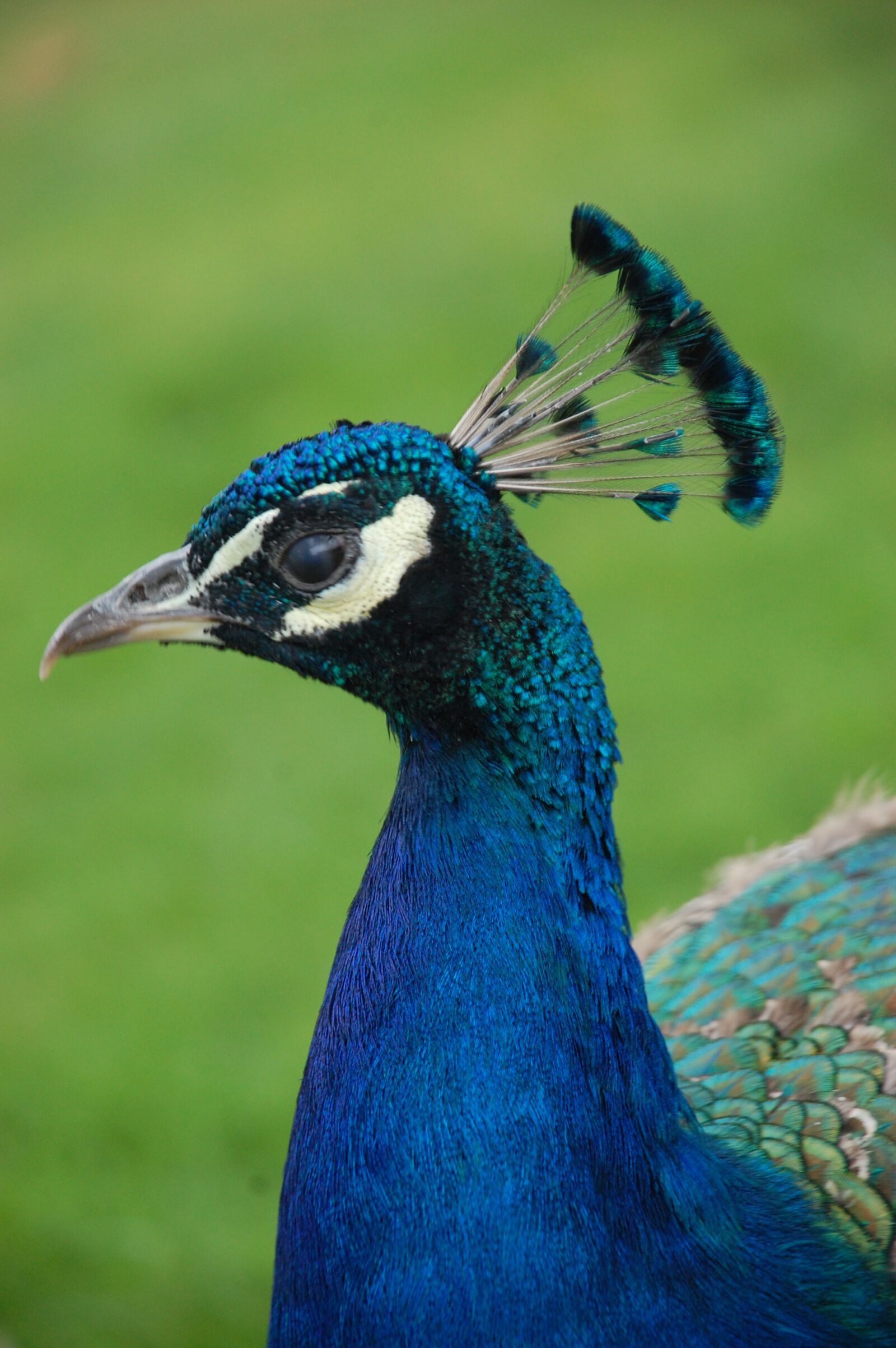 Nikon D40 sample photo. Peacock, bird, animals photography