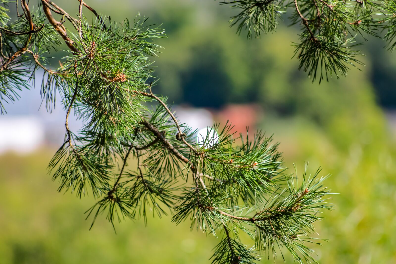 Canon EOS 100D (EOS Rebel SL1 / EOS Kiss X7) sample photo. Needles, forest, background photography