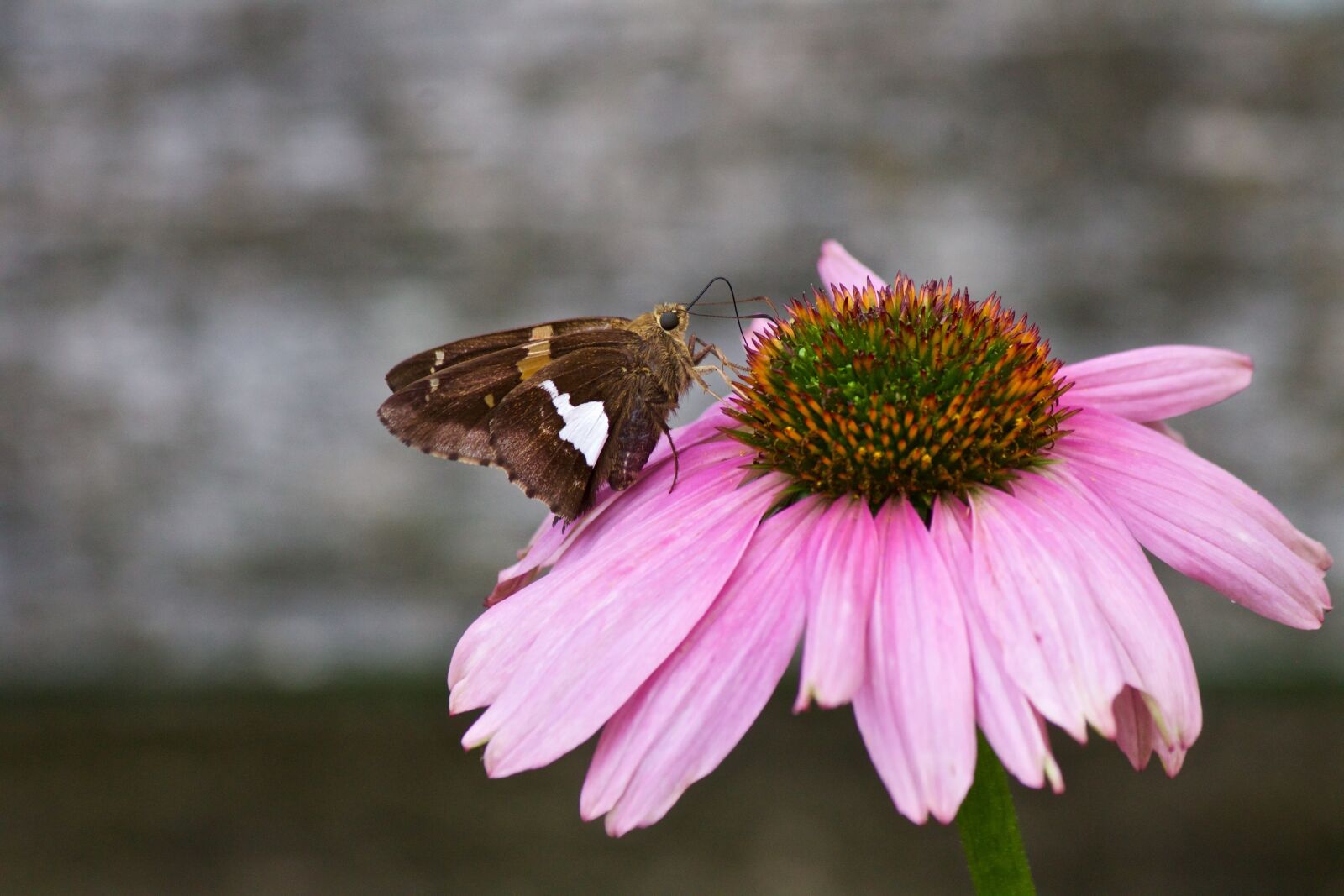 Canon EOS 1100D (EOS Rebel T3 / EOS Kiss X50) sample photo. Butterflies, white-spot skipper butterfly photography