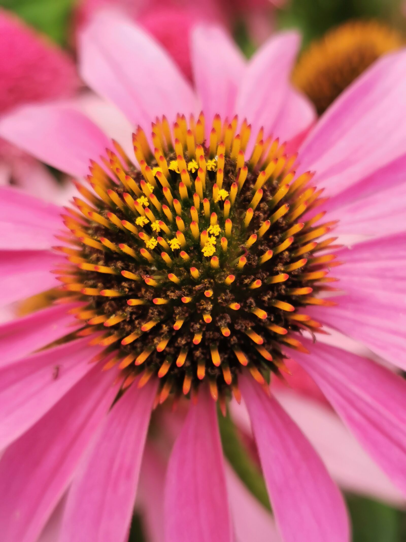 HUAWEI VOG-L29 sample photo. Echinacea, pink, summer flower photography