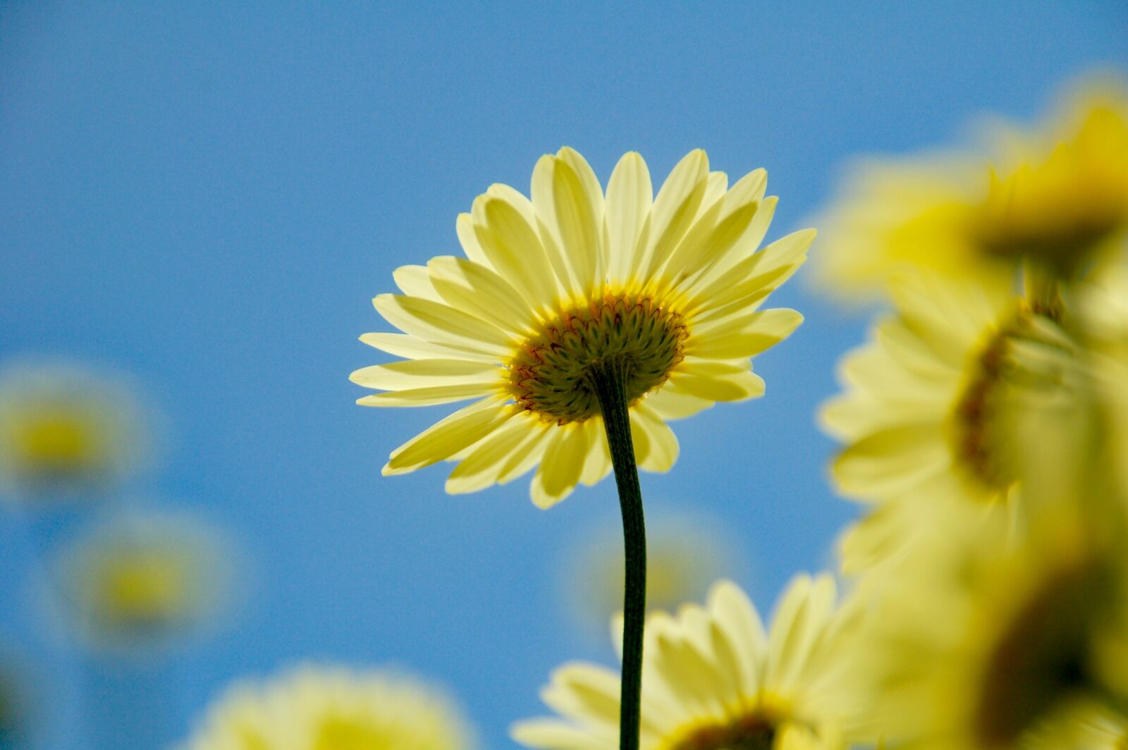 Nikon D50 sample photo. Margriet, yellow, air photography