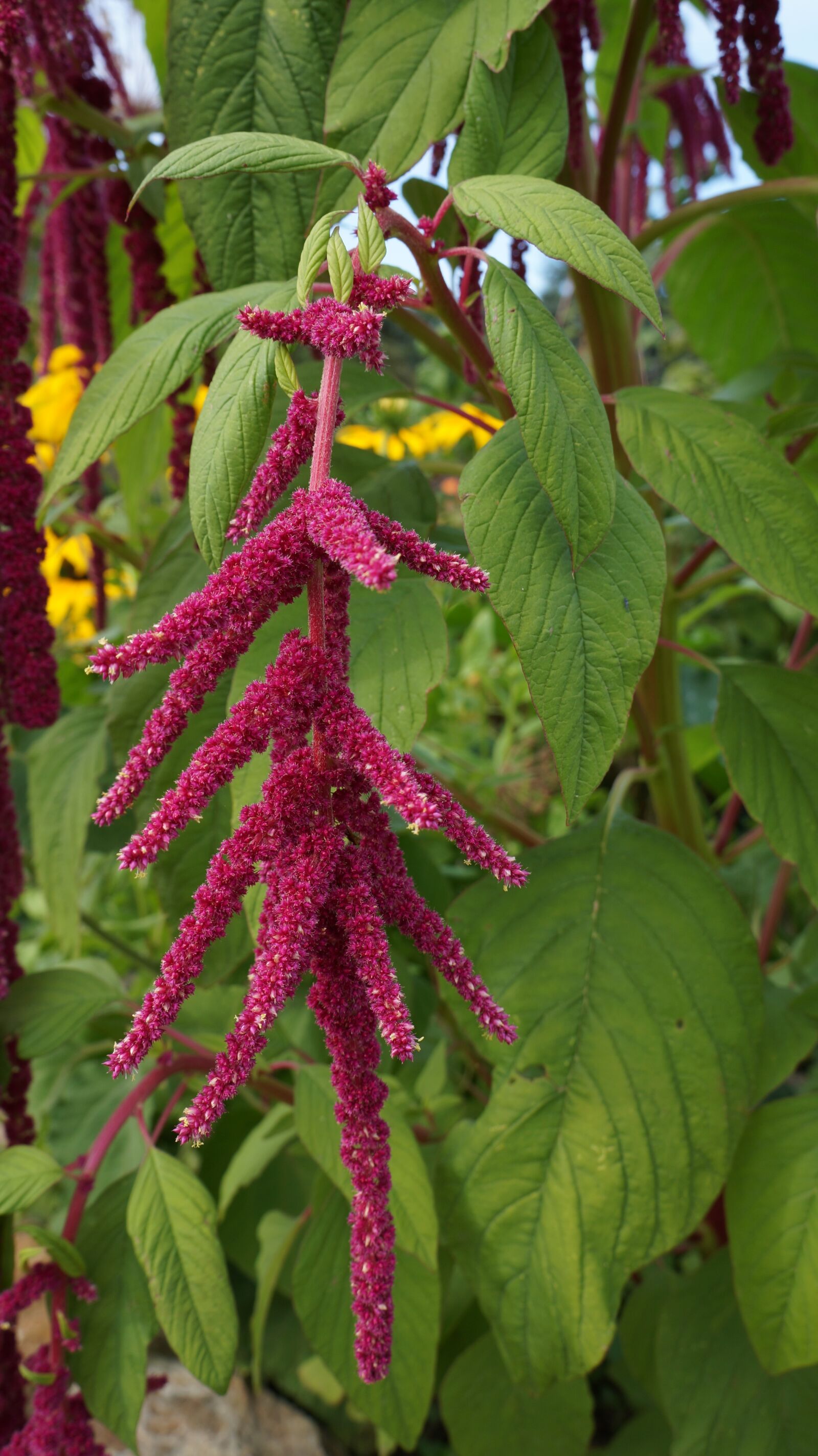 Sony Alpha a3000 sample photo. Flower, pink, plant photography