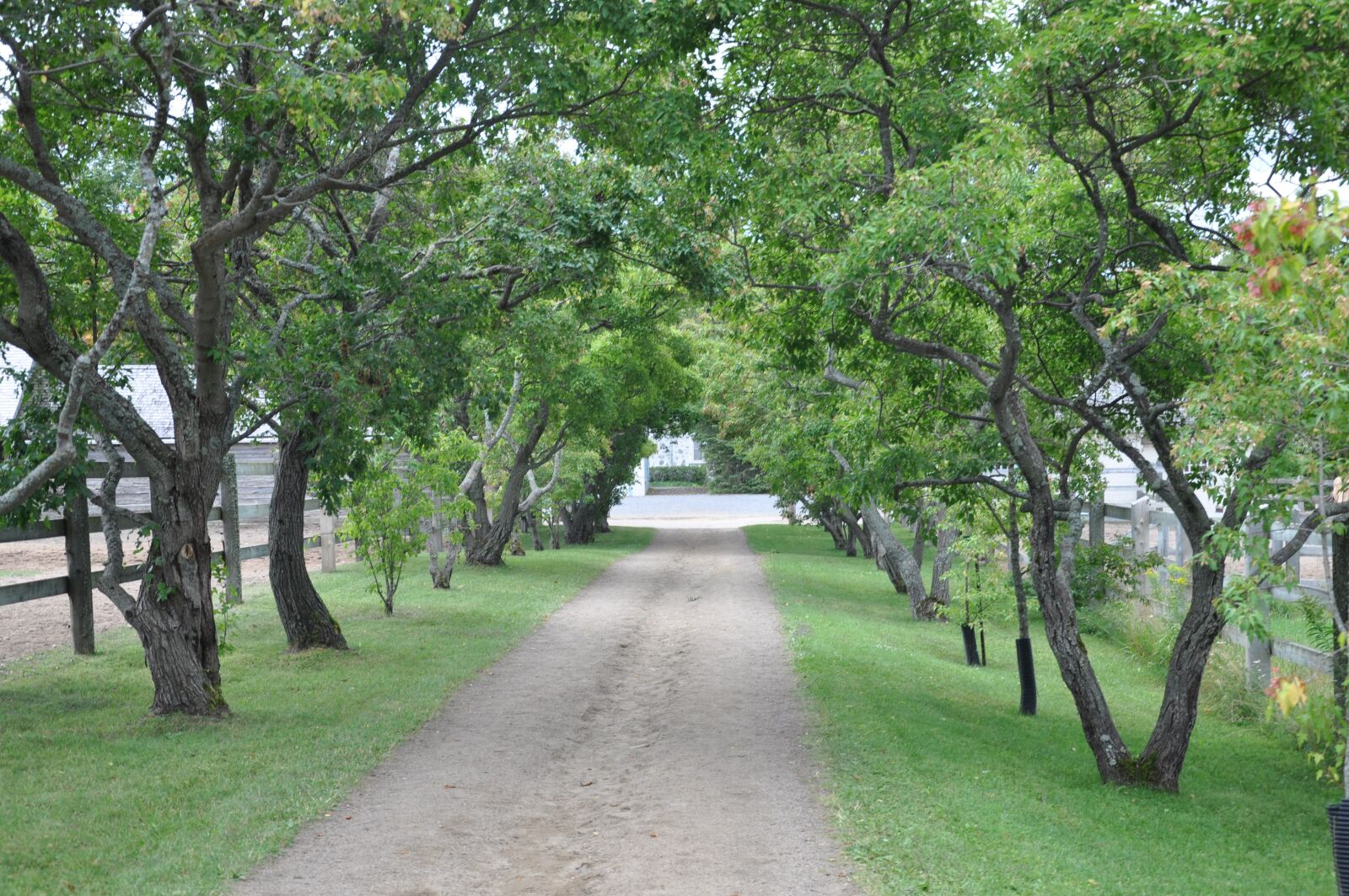 Nikon D90 sample photo. Tree, nature, wood photography