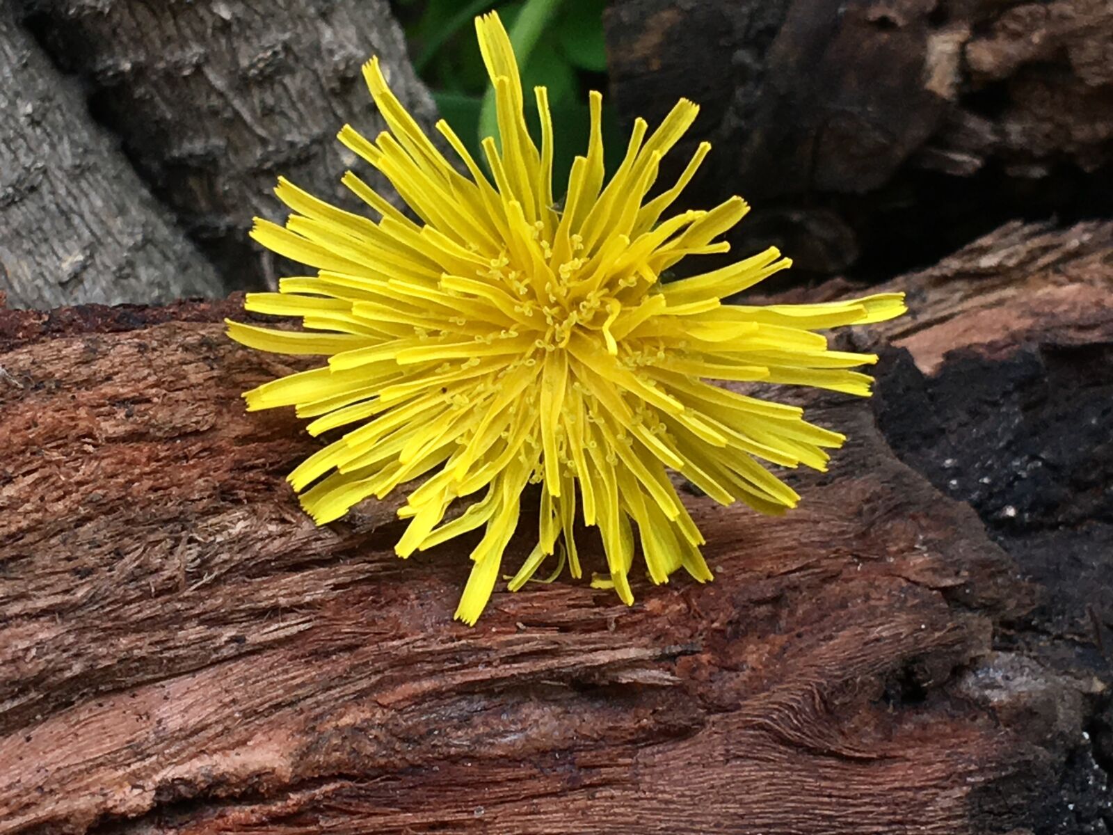 Apple iPhone 6s Plus sample photo. Petals yellow, wood, yellow photography