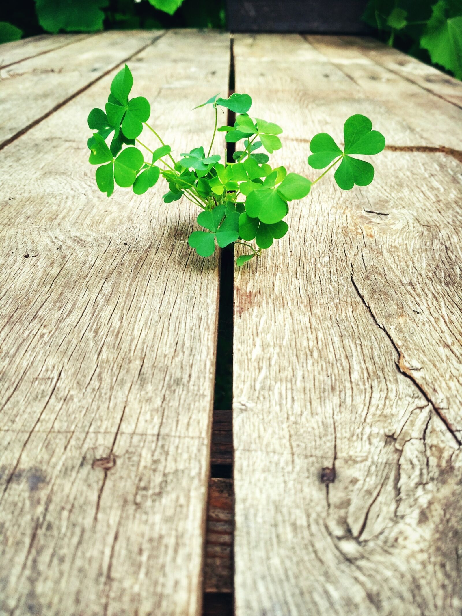 Xiaomi Redmi 3S sample photo. Table, flora, flower photography