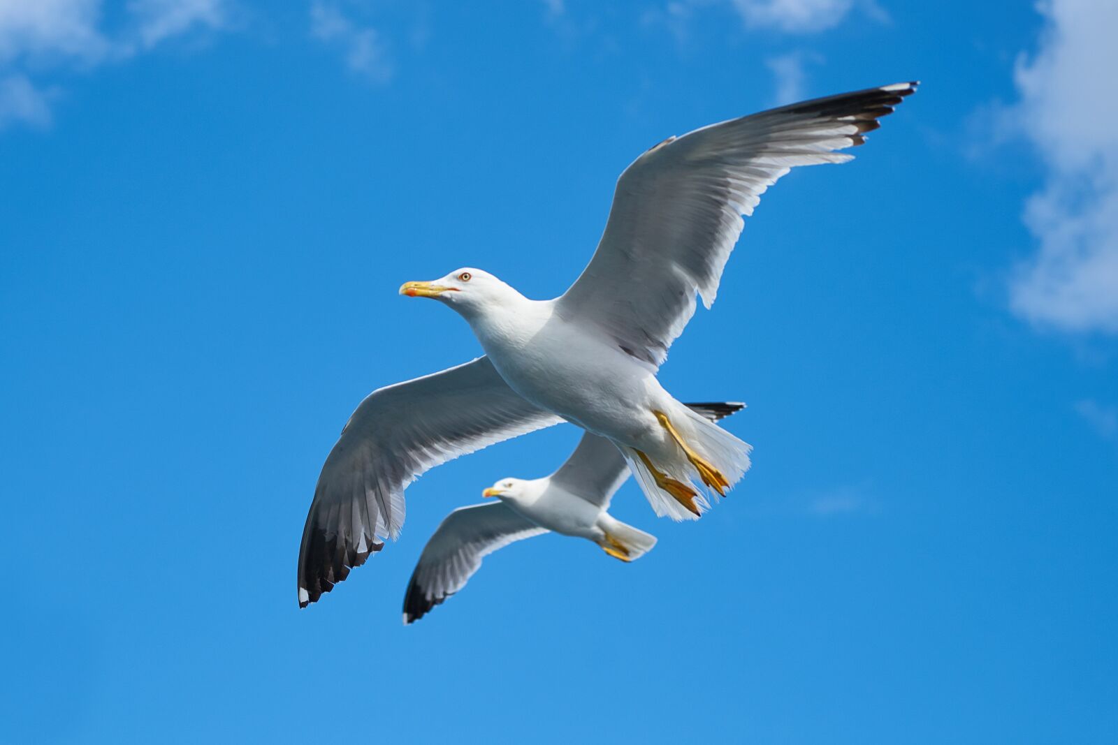 Sony a7R II + Sony Vario Tessar T* FE 24-70mm F4 ZA OSS sample photo. Seagull, bird, beautiful photography