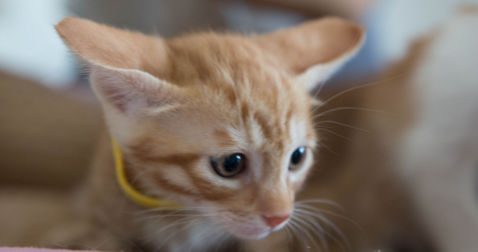 Nikon AF-S Nikkor 24-70mm F2.8G ED sample photo. Cat photography