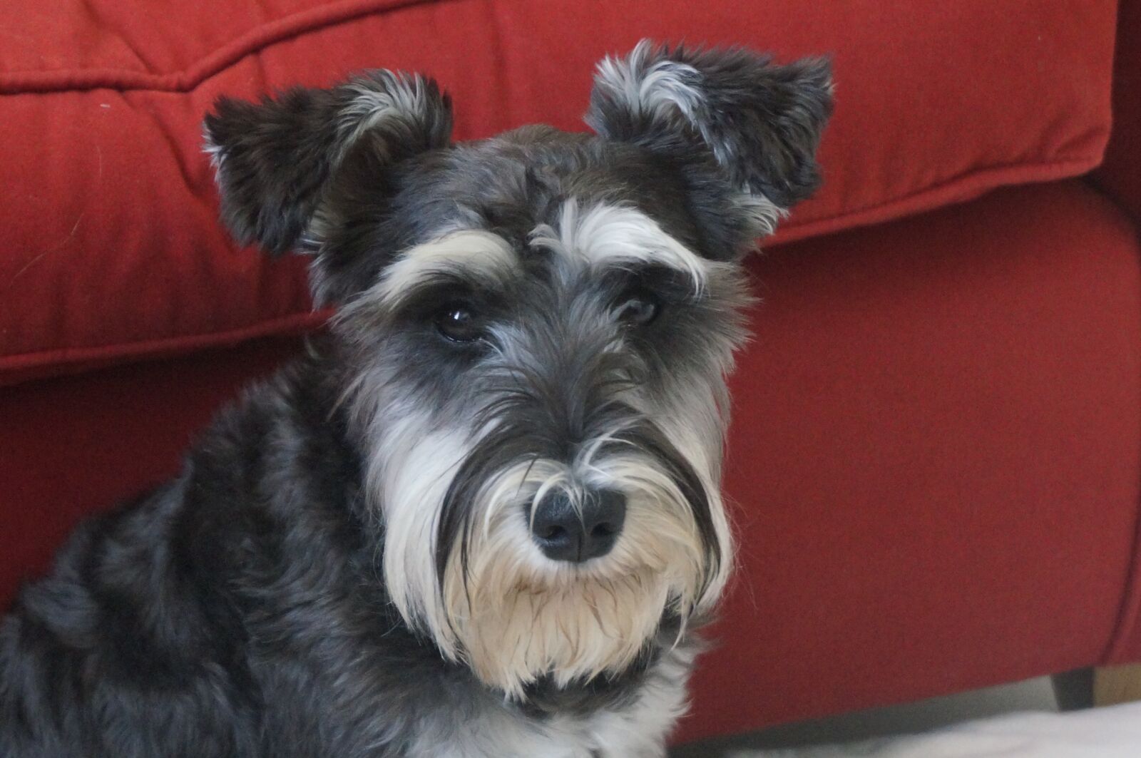 Sony Alpha NEX-6 sample photo. Dog, puppy, pet photography