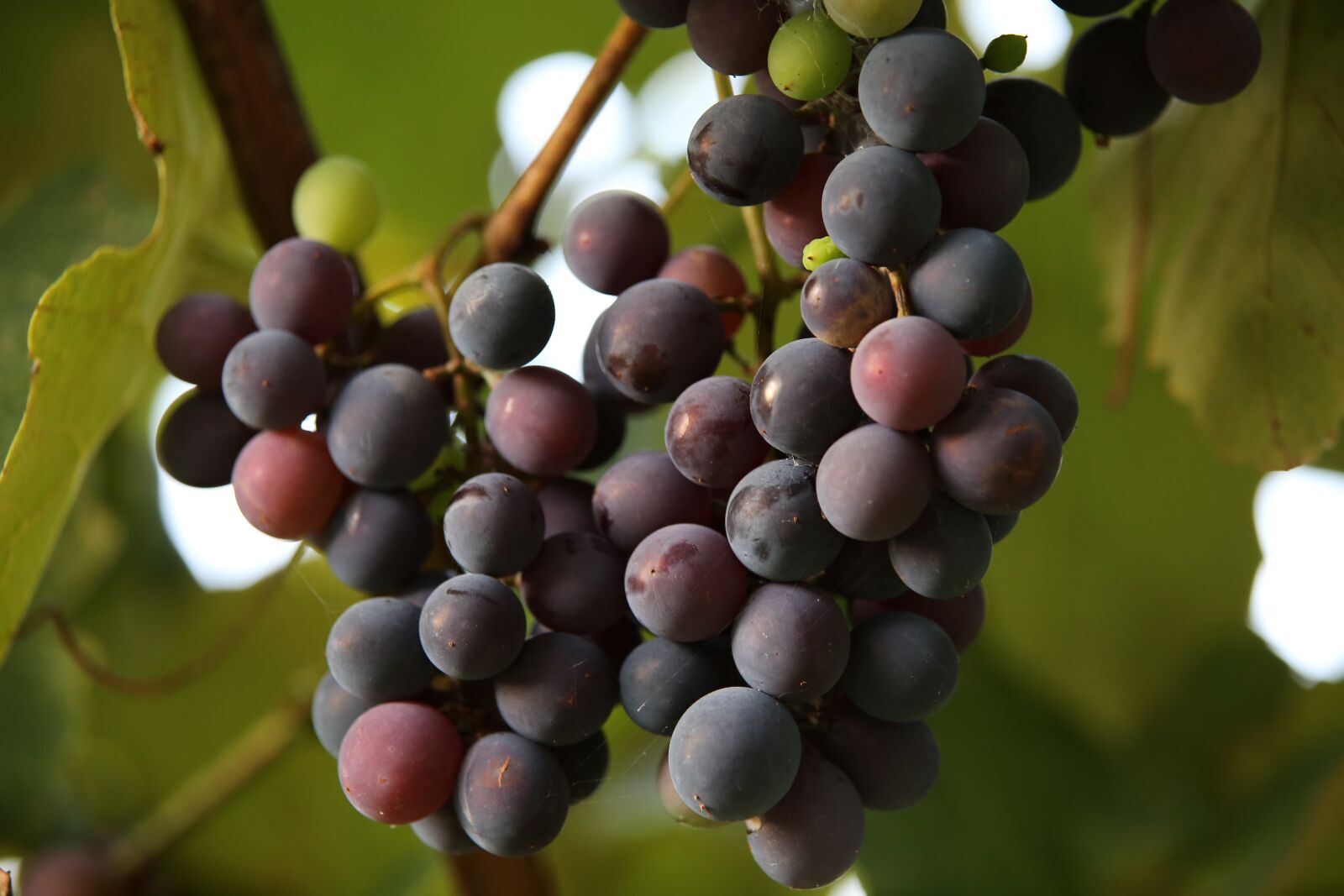 Tamron 70-210mm F4 Di VC USD sample photo. Isabella grapes, fruits, vines photography
