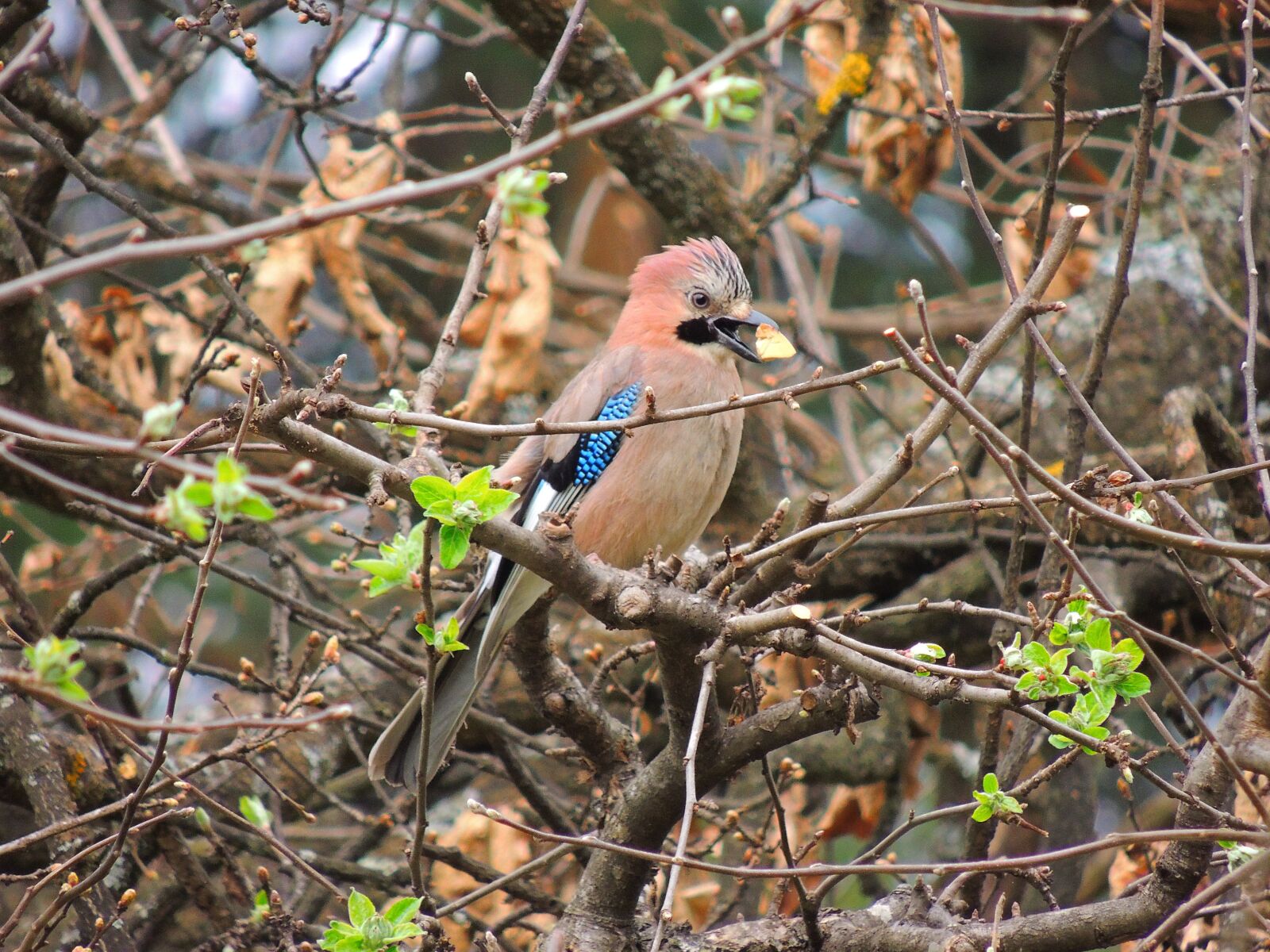 Nikon Coolpix P510 sample photo. Eurasian jay, birds, flight photography