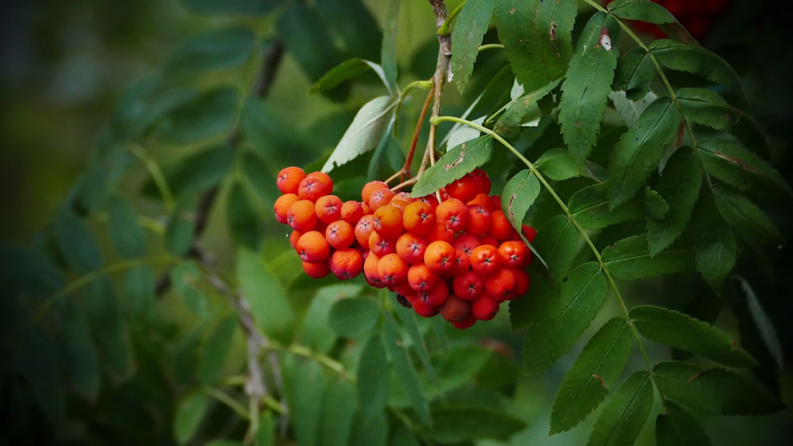 Panasonic Lumix DMC-FZ1000 sample photo. Rowan, toxic, berries photography