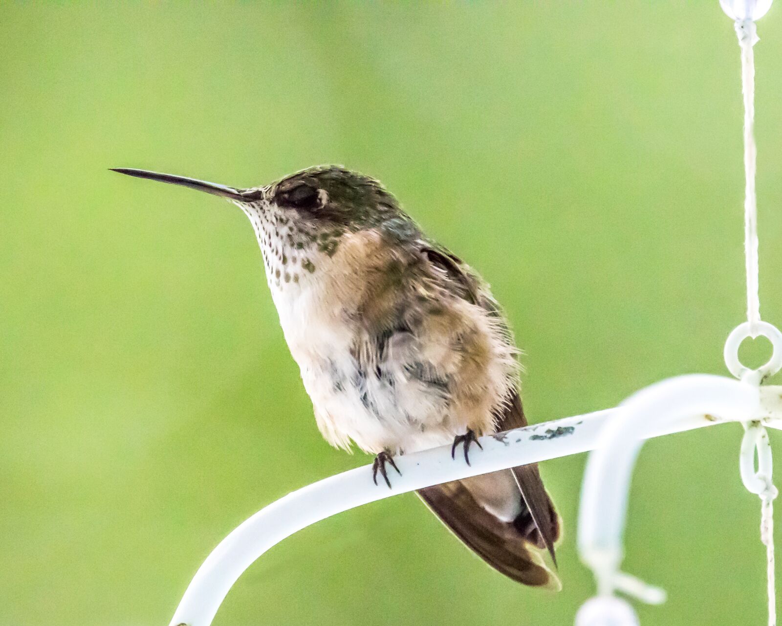Canon EOS 7D Mark II sample photo. Hummingbird, perched, bird photography