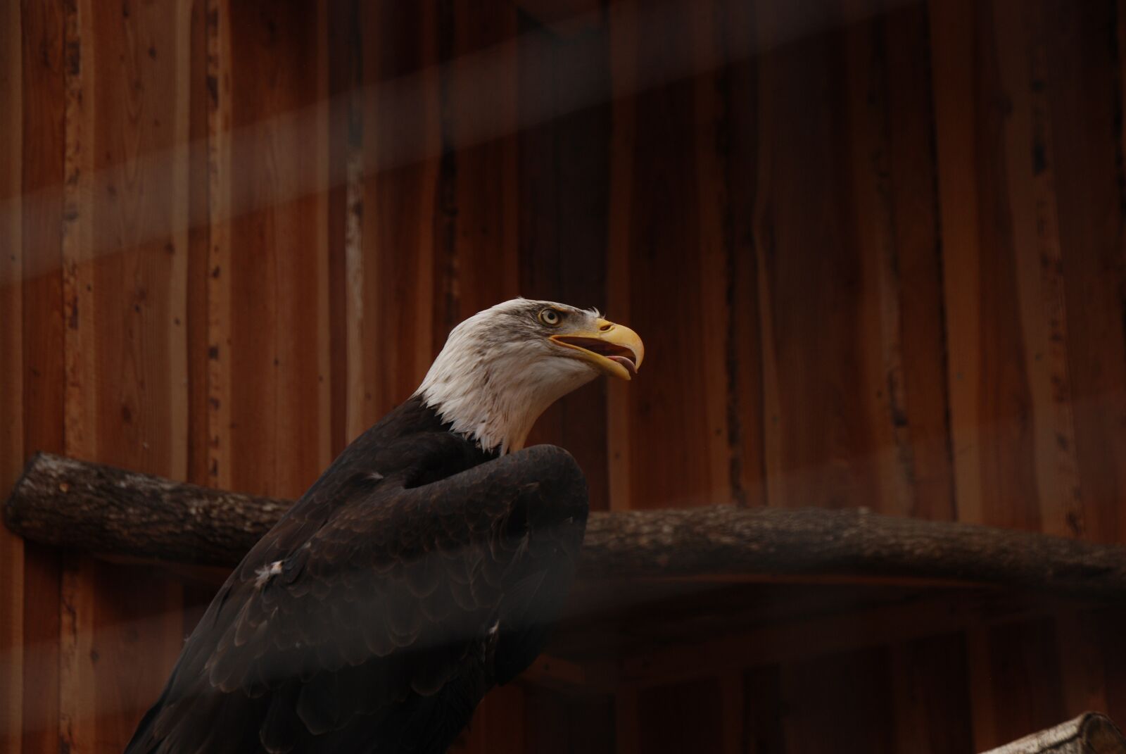 Nikon D80 sample photo. Eagle, zoo animal, zoo photography