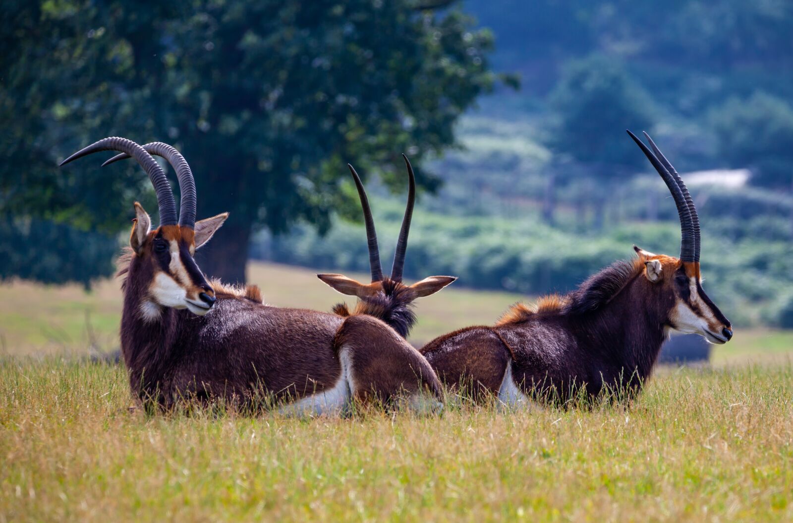 150-600mm F5-6.3 DG OS HSM | Contemporary 015 sample photo. Sable antelope, deer, antelope photography