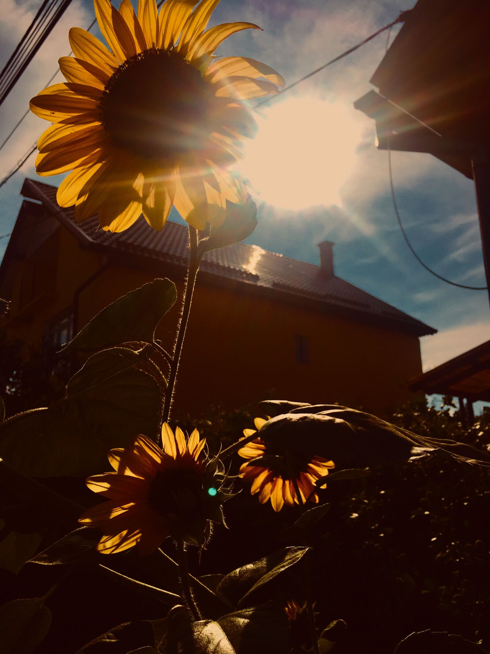 Apple iPhone 6s + iPhone 6s back camera 4.15mm f/2.2 sample photo. Sunflower, sun, flower photography