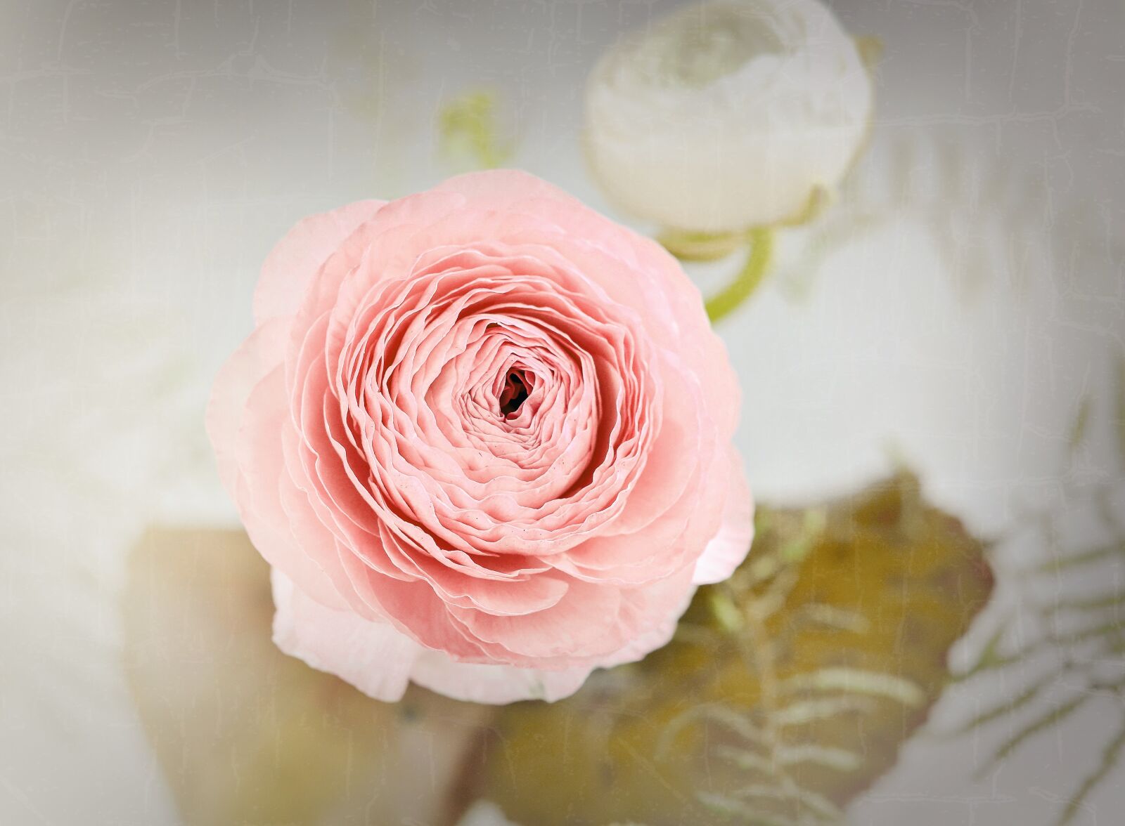 Nikon D7100 sample photo. Ranunculus, flower, blossom photography