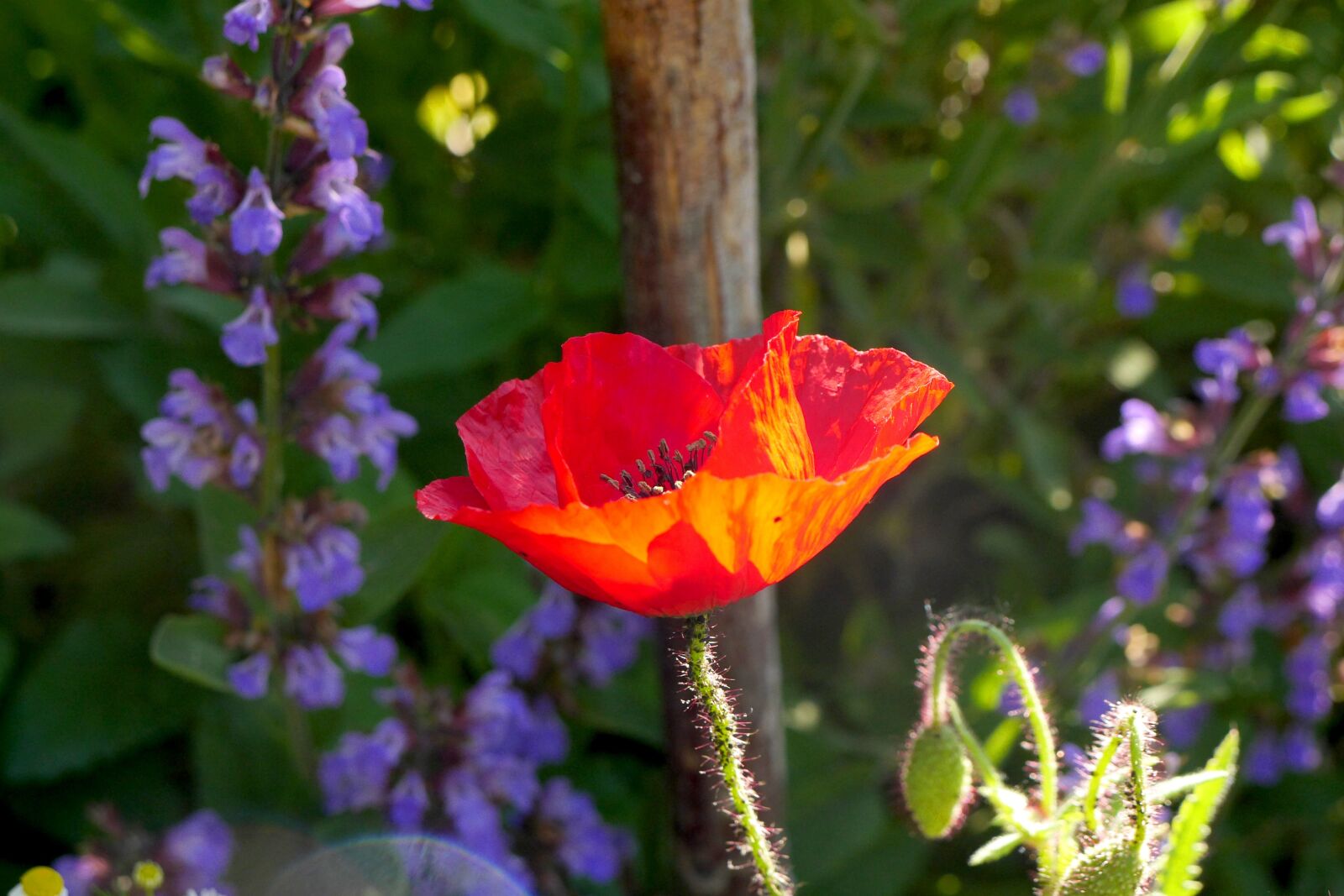 Panasonic Lumix DMC-GH3 sample photo. Klatschmohn, garden, poppy photography