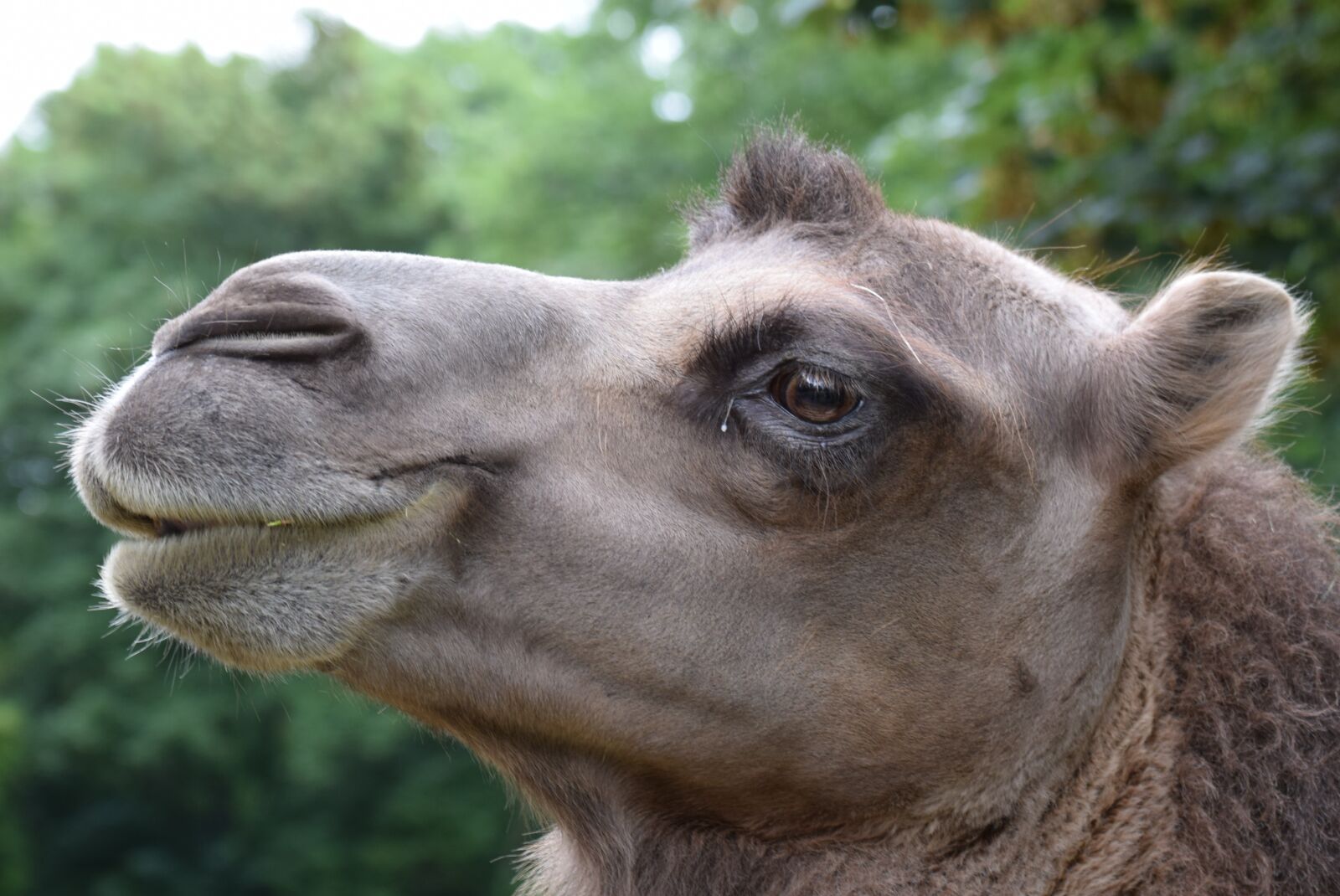 Nikon D3300 sample photo. Camel, animals, head photography