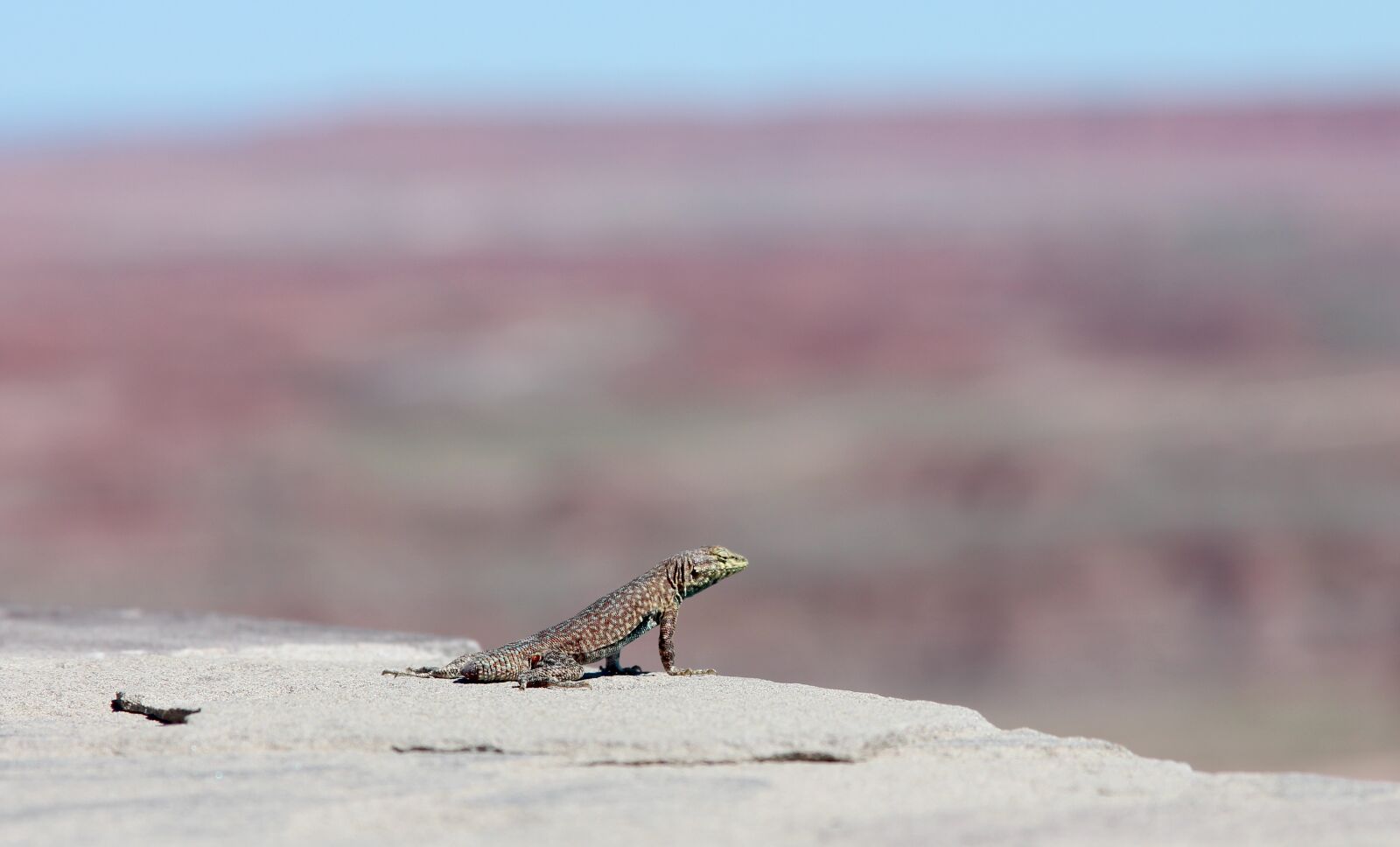 Canon EF 28-135mm F3.5-5.6 IS USM sample photo. Lizard, desert, mountain photography