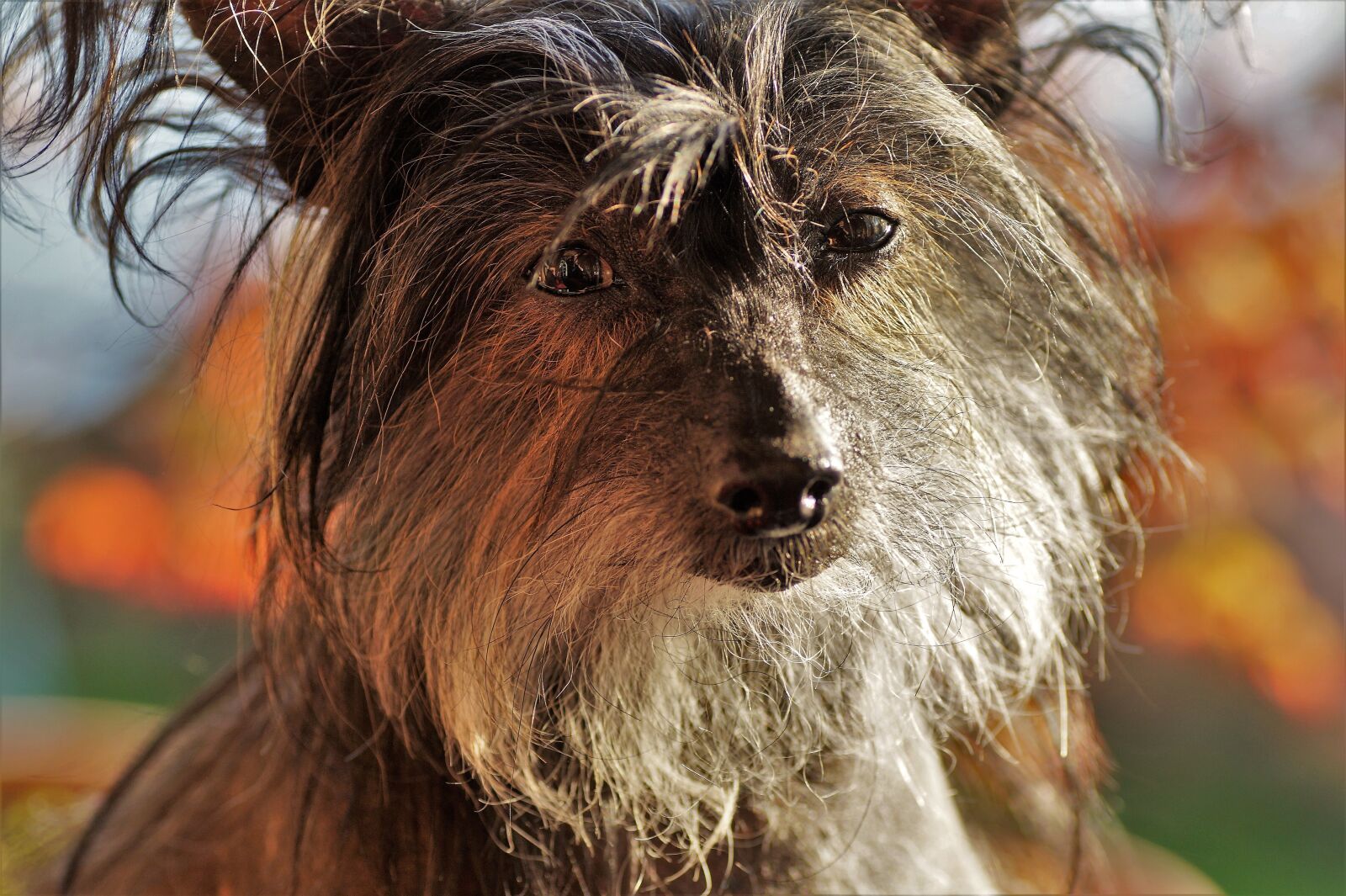Sony SLT-A58 sample photo. Chinese, crested, dog photography