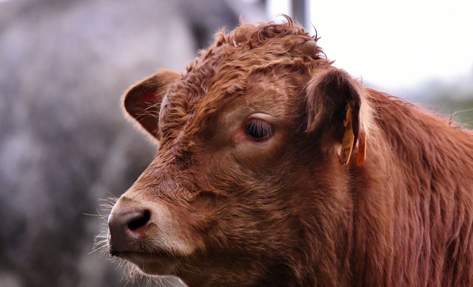 Nikon D500 sample photo. Cow, head, muzzle photography