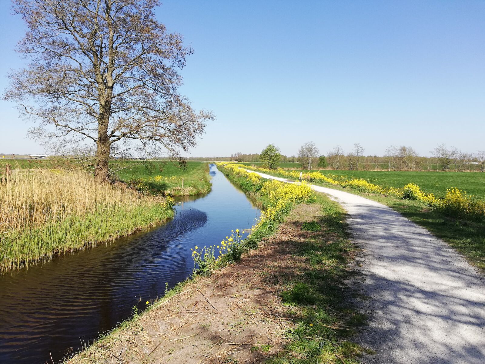 HUAWEI P20 lite sample photo. Spring, bike path, nature photography
