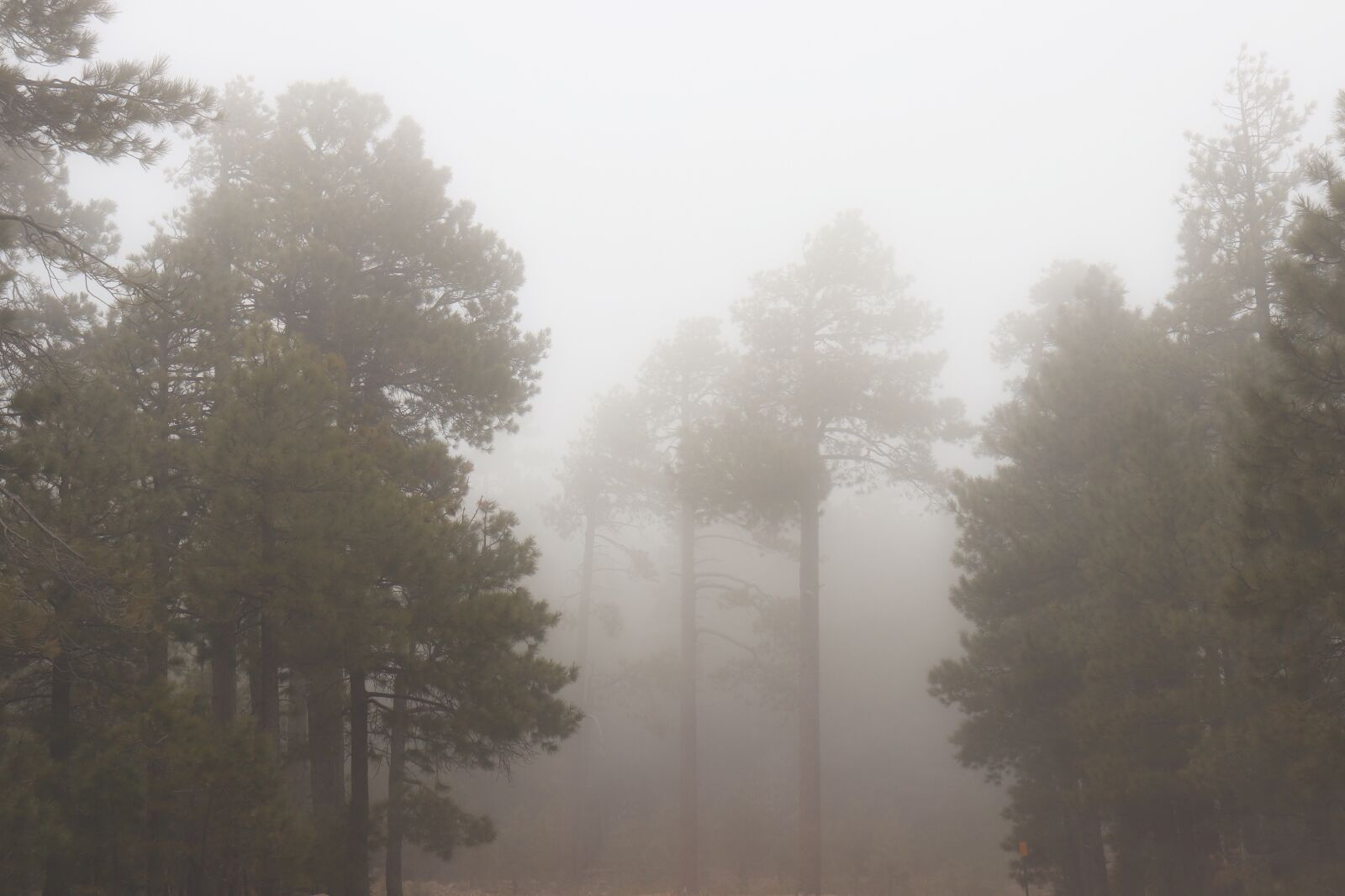 Canon EOS 200D (EOS Rebel SL2 / EOS Kiss X9) sample photo. Fog, forest, nature photography