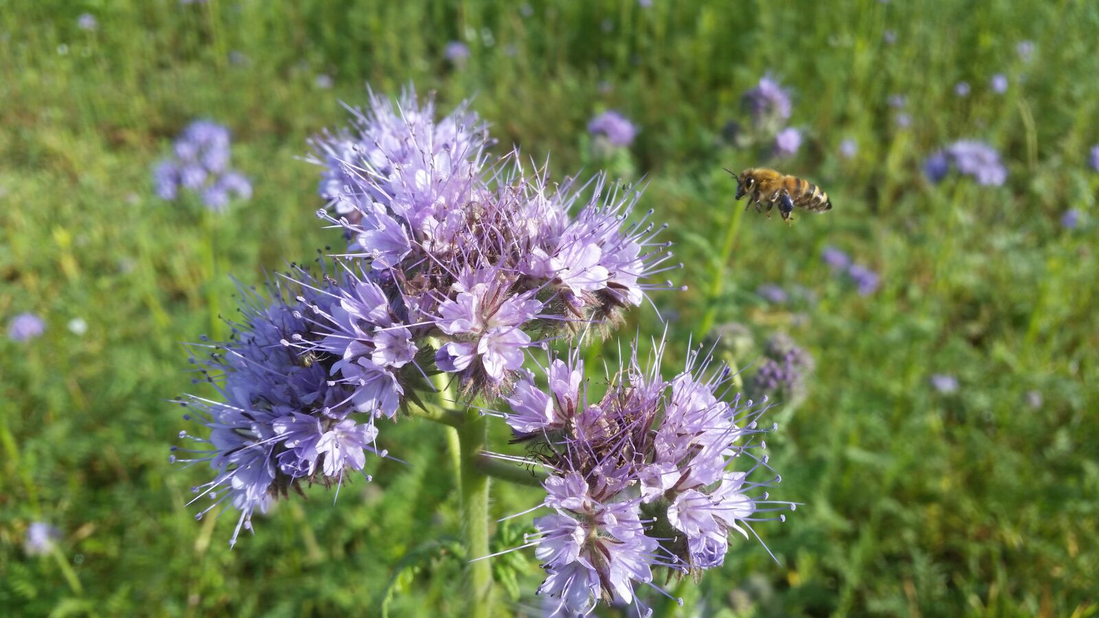 Samsung Galaxy S5 sample photo. Nature, wasp, insect photography