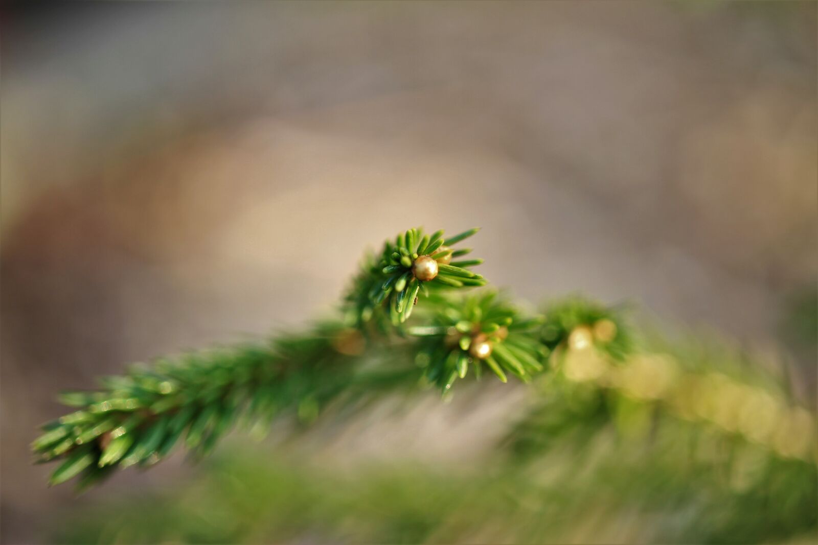 Canon EOS 7D sample photo. Fir tree, pine, needles photography