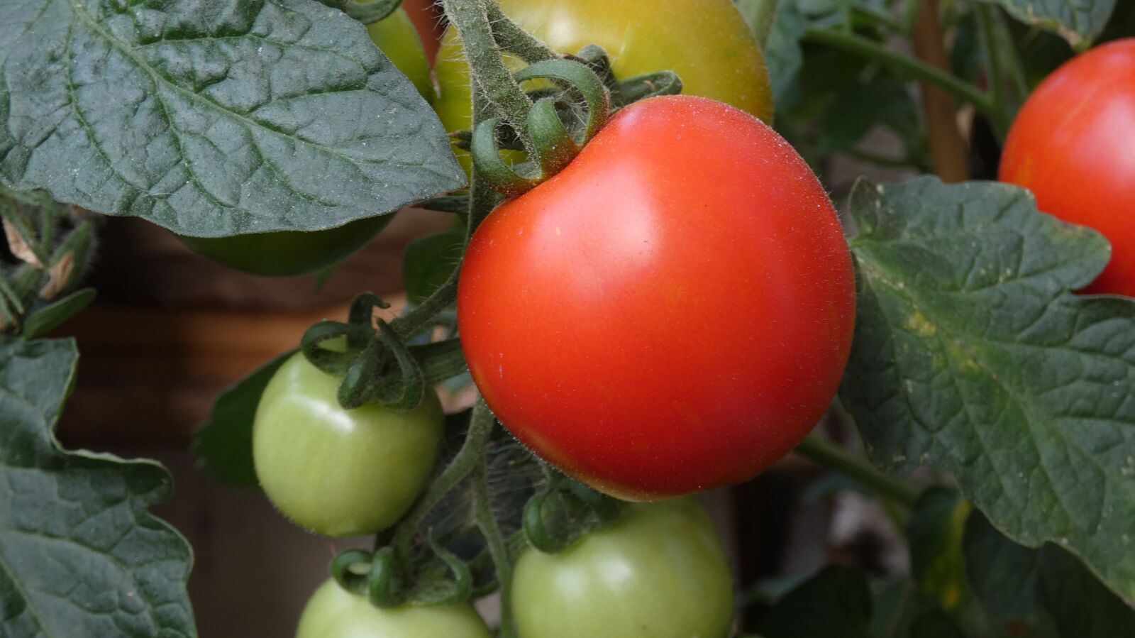Panasonic Lumix DC-FZ80 (Lumix DC-FZ82) sample photo. Tomato, tomatoes, plant photography
