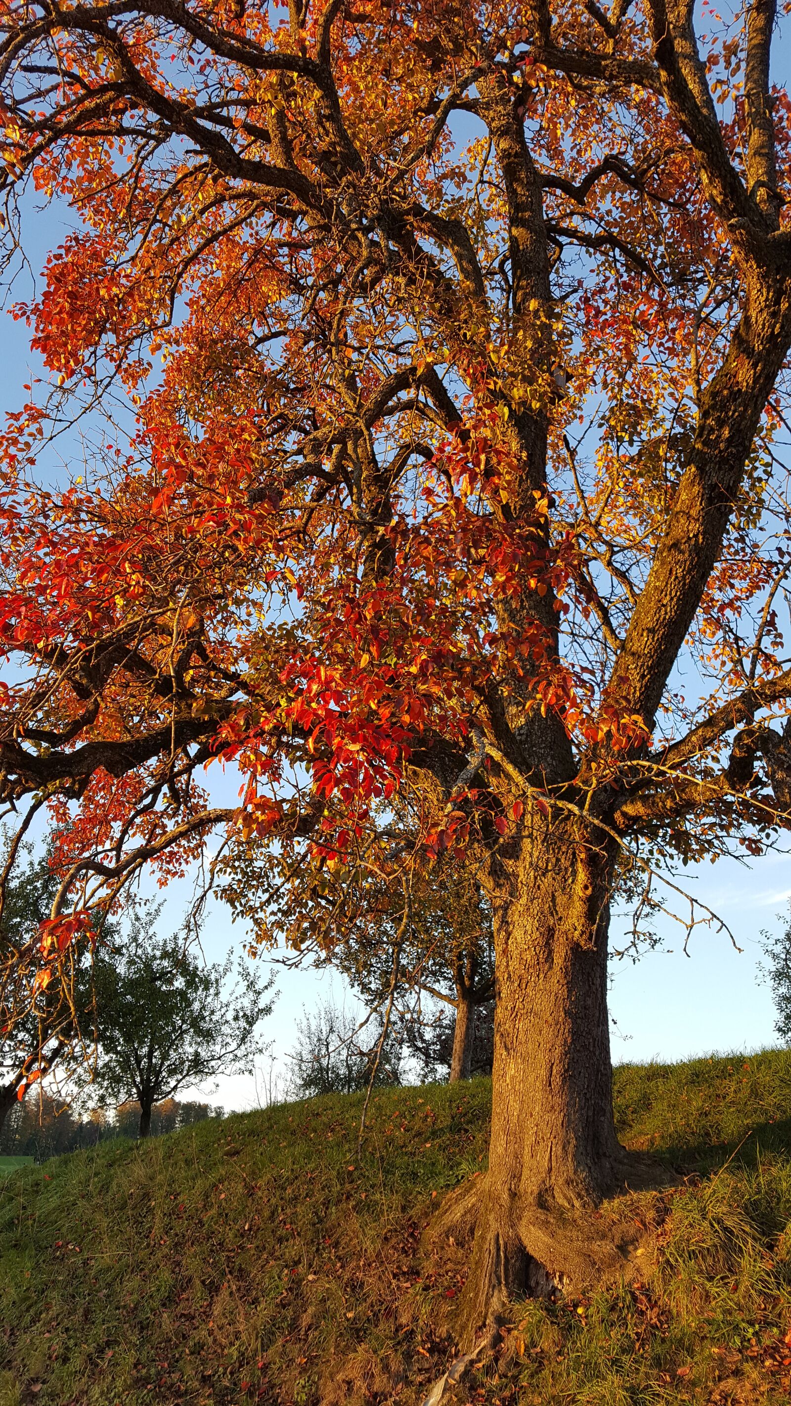 Samsung Galaxy S6 sample photo. Pear, tree, autumn photography