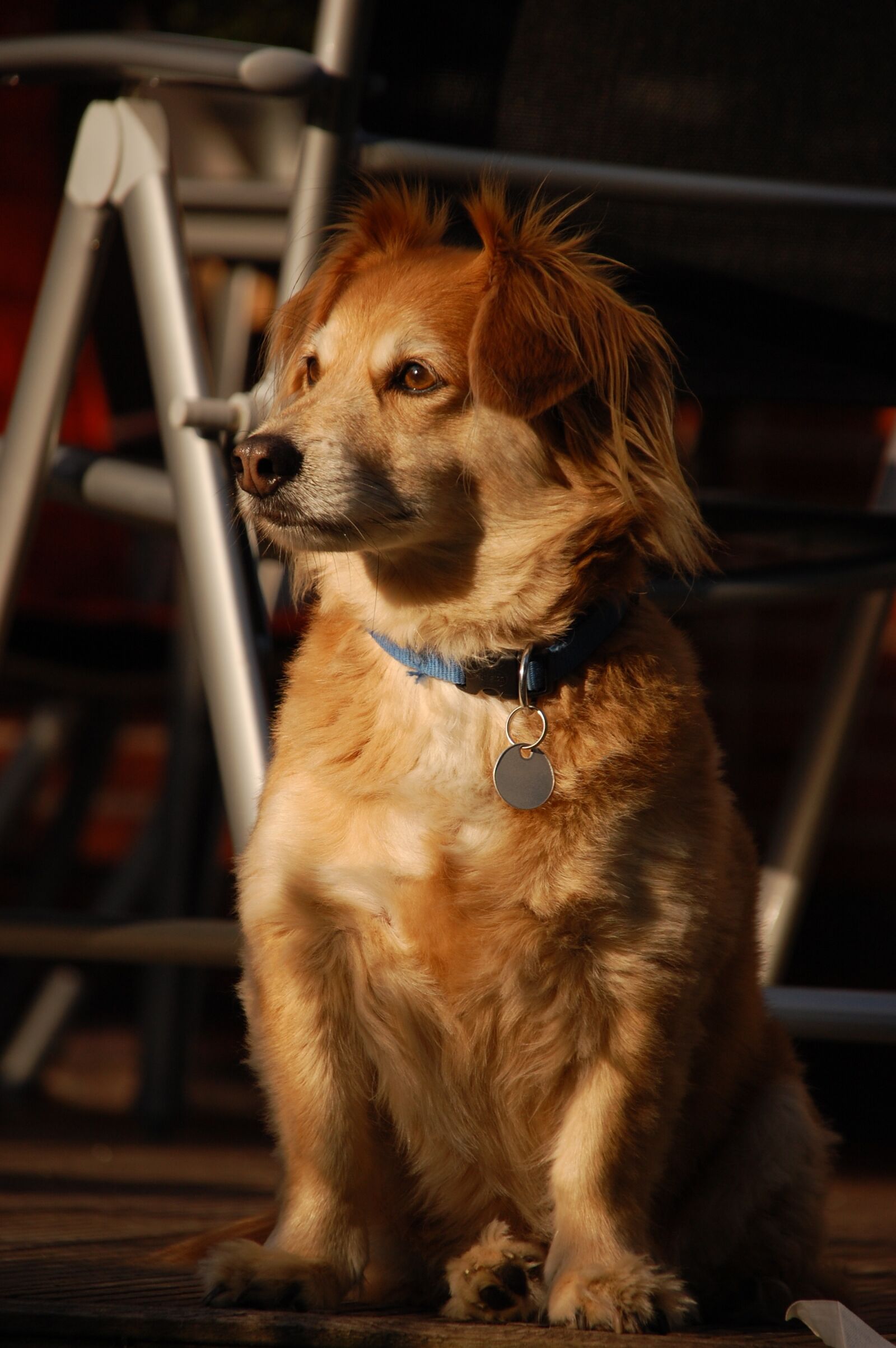 Nikon D40 sample photo. Dog, animals, cute photography