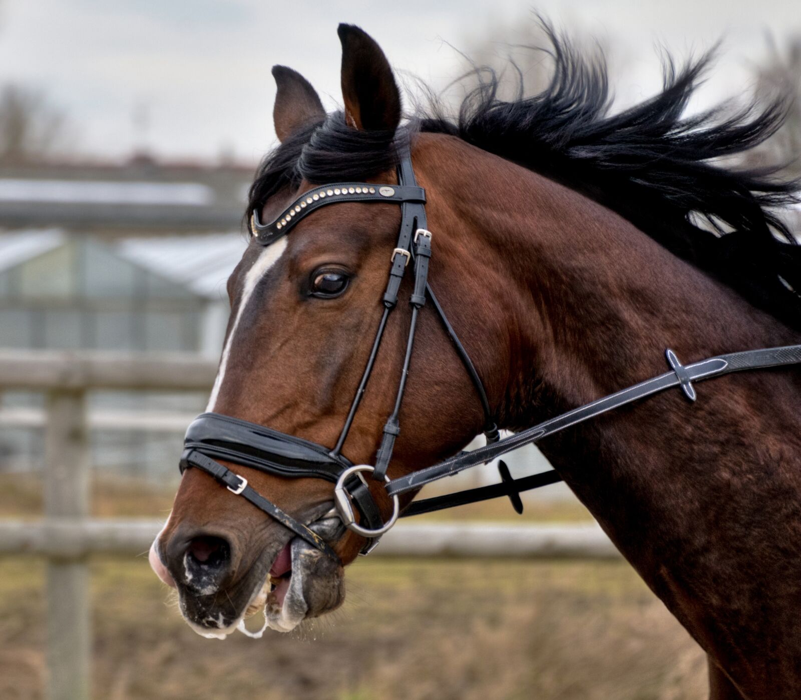 Nikon D300 sample photo. Horse, head, mane photography