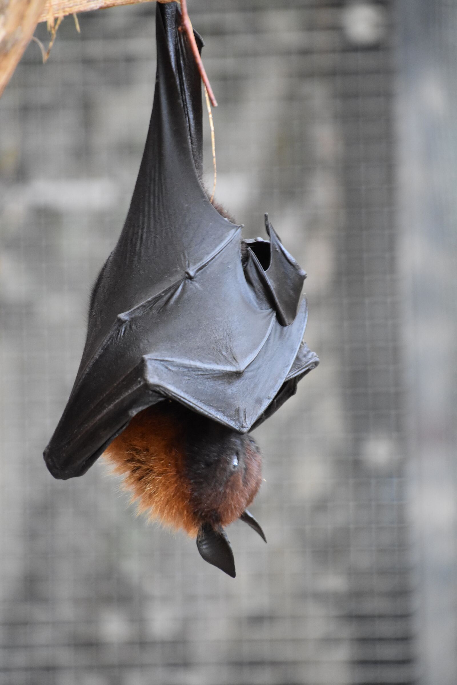 Nikon D5600 sample photo. Bat, giant, mammals photography